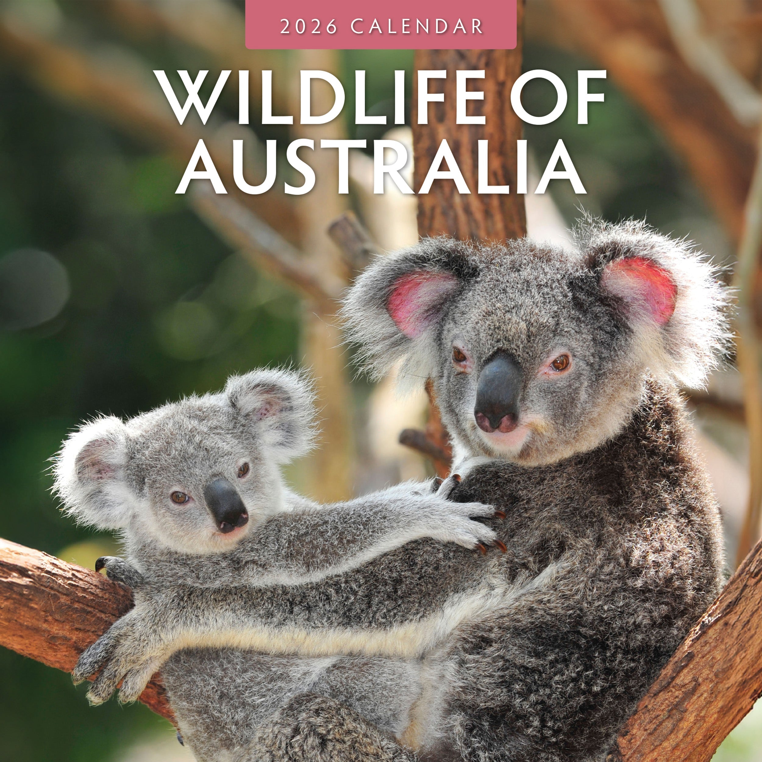 2026 Wildlife of Australia - Square Wall Calendar