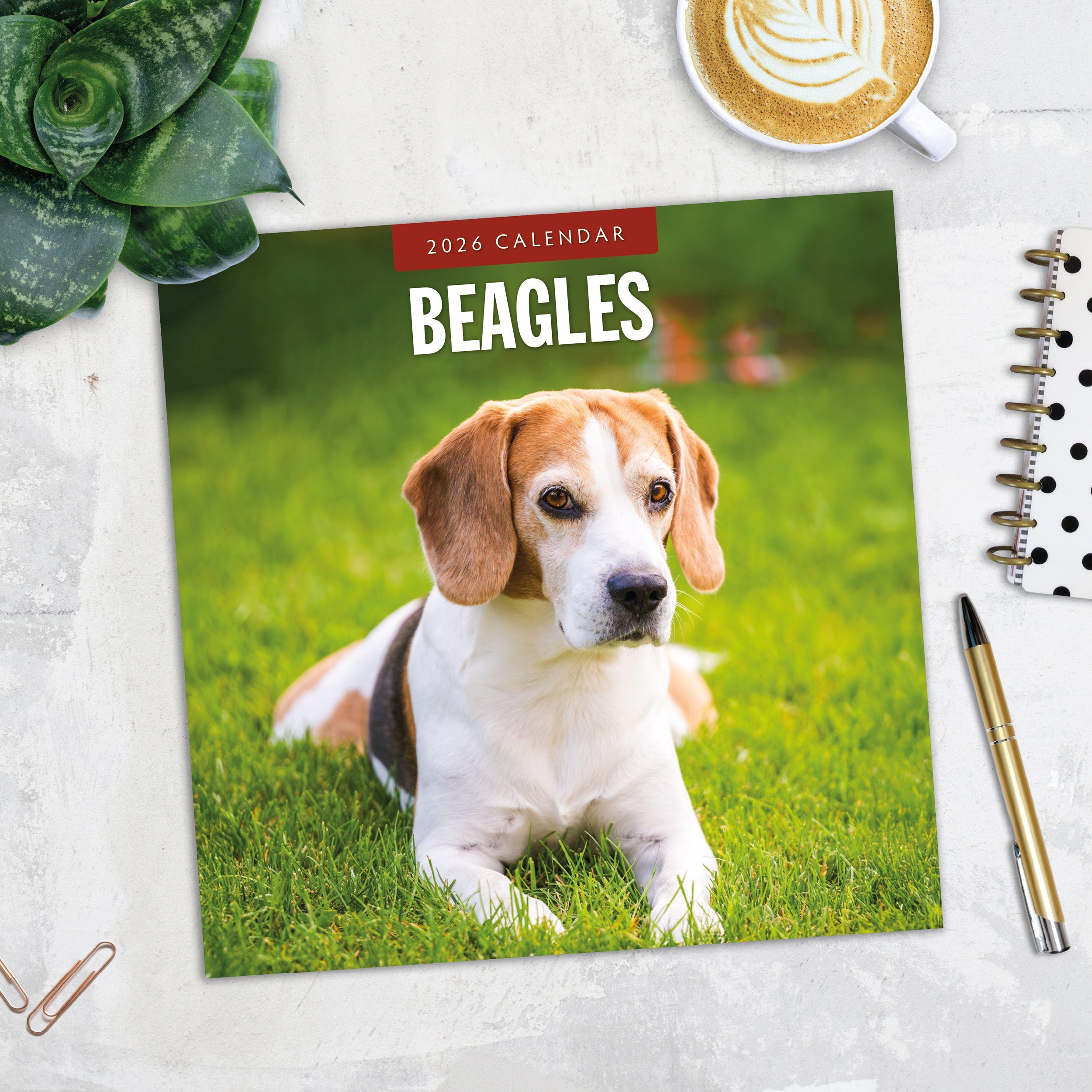 2026 Beagles - Square Wall Calendar