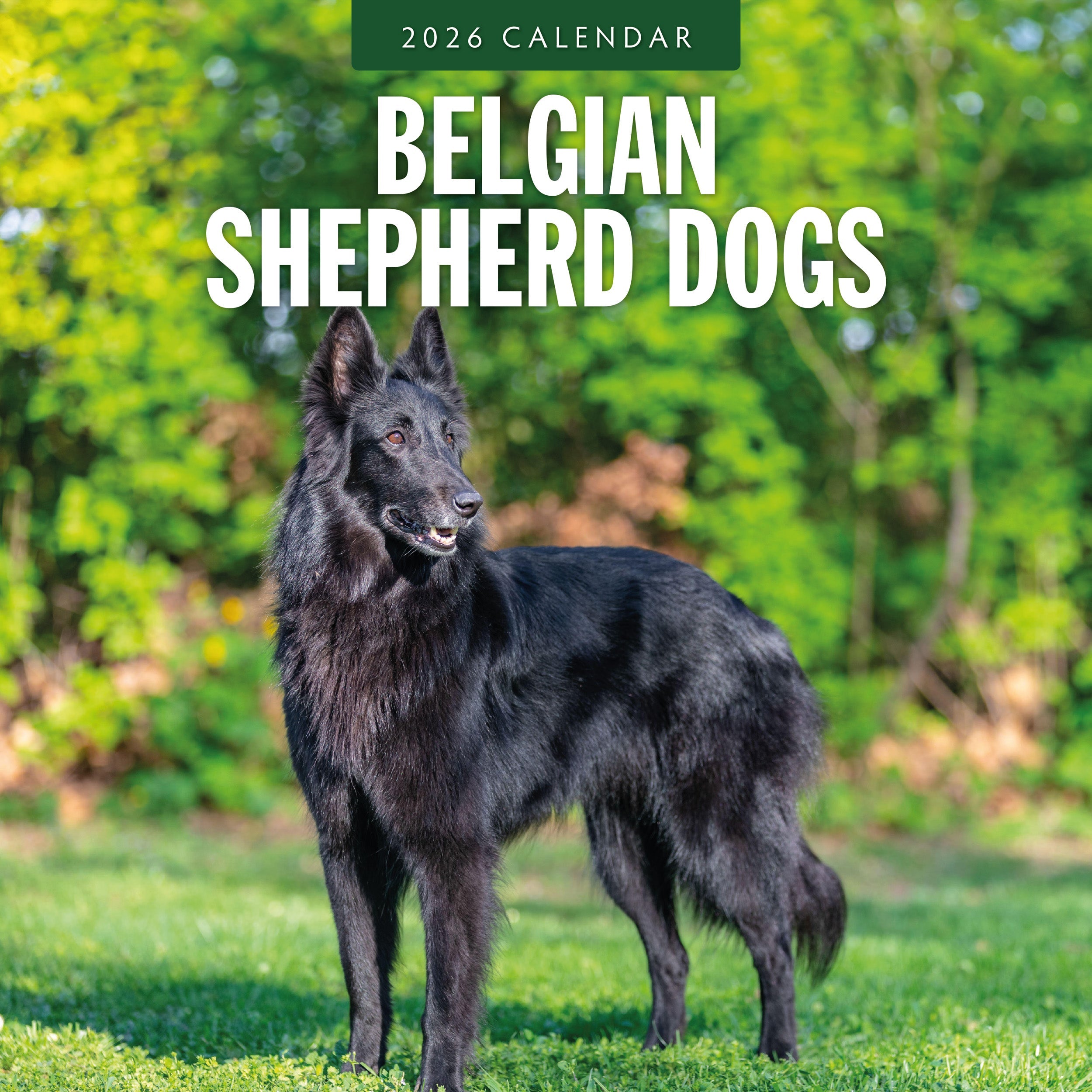 2026 Belgian Shepherd Dogs - Square Wall Calendar