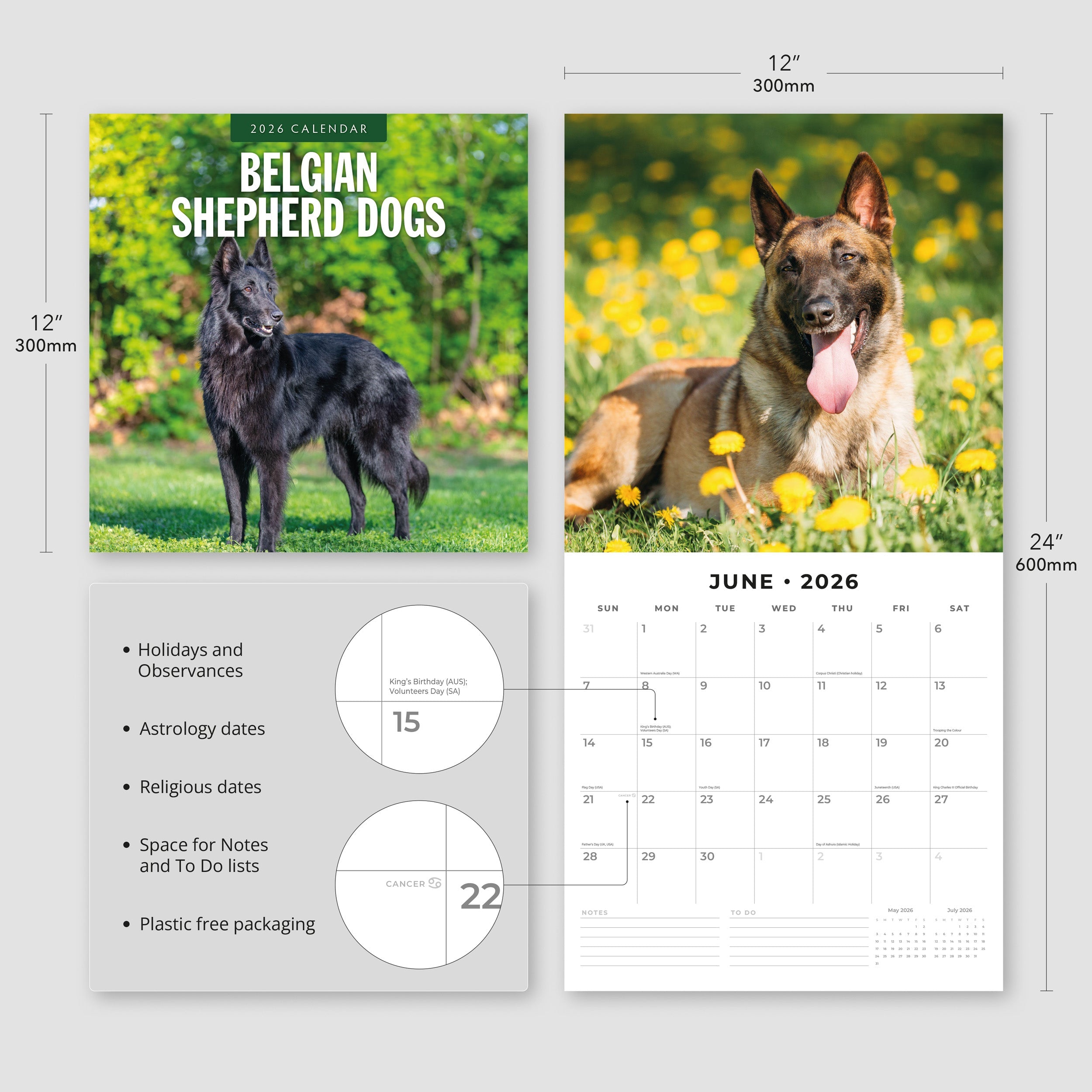 2026 Belgian Shepherd Dogs - Square Wall Calendar