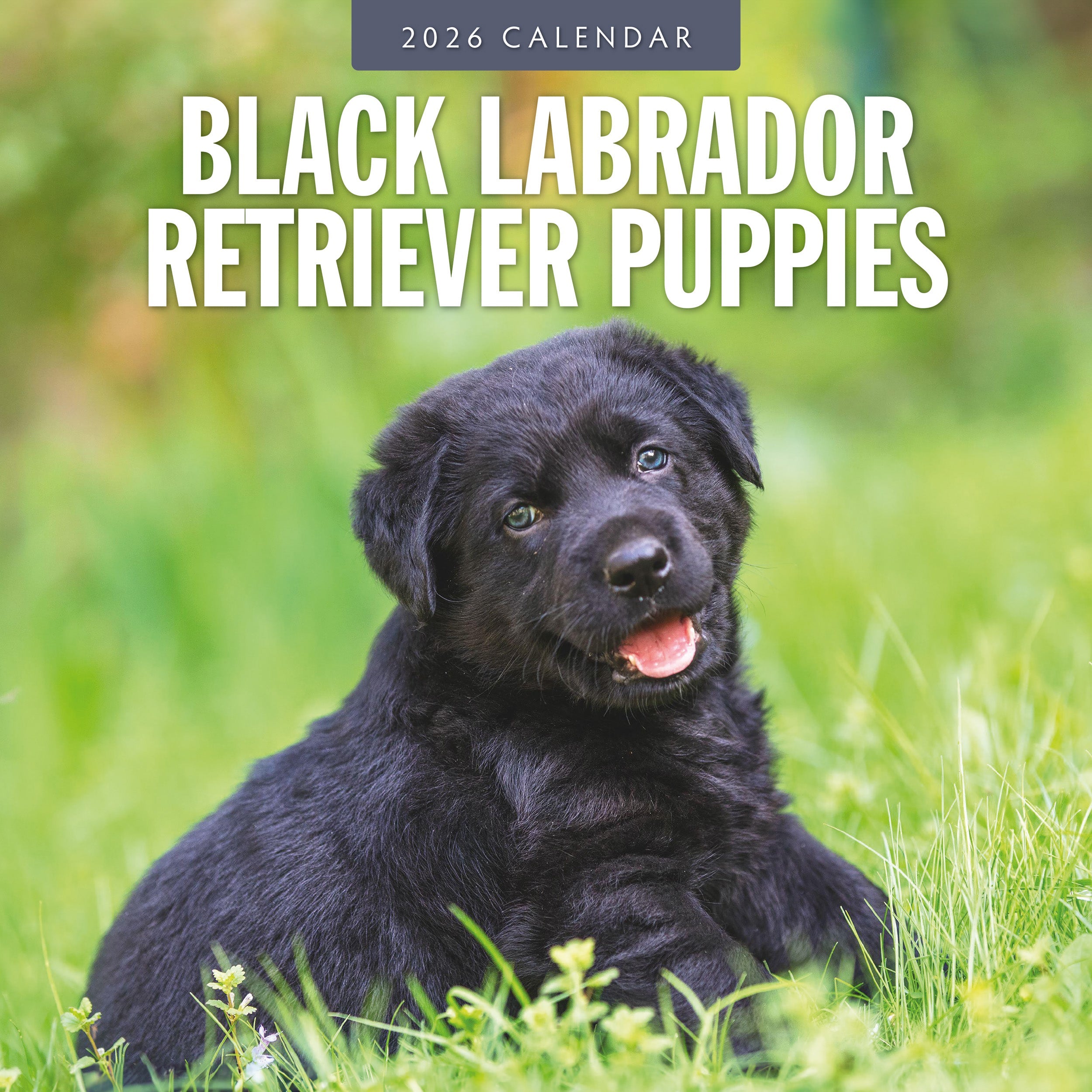2026 Black Labrador Retriever Puppies - Square Wall Calendar