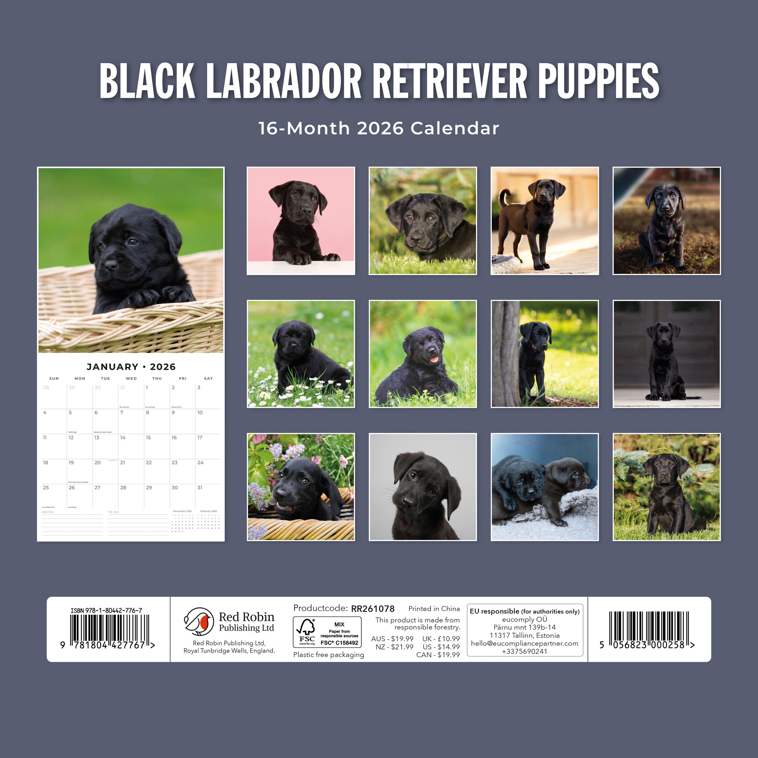 2026 Black Labrador Retriever Puppies - Square Wall Calendar