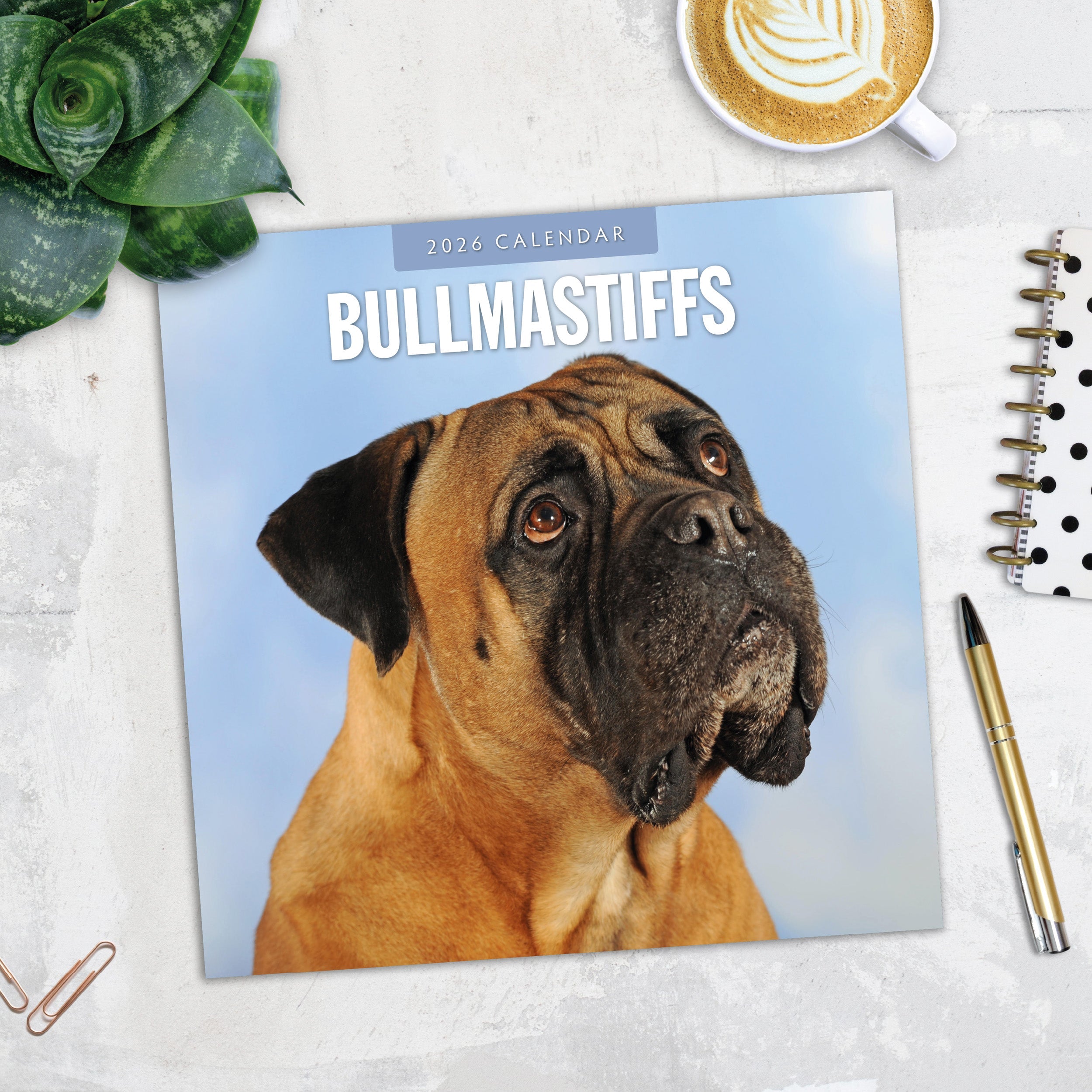 2026 Bullmastiffs - Square Wall Calendar
