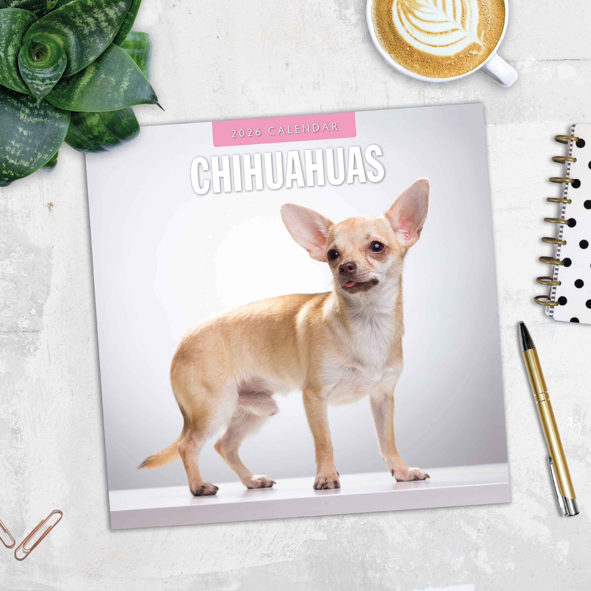 2026 Chihuahuas - Square Wall Calendar