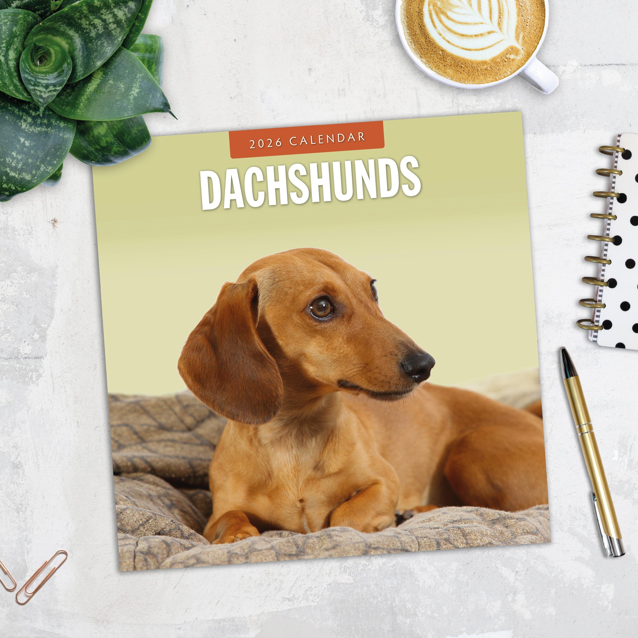 2026 Dachshunds - Square Wall Calendar