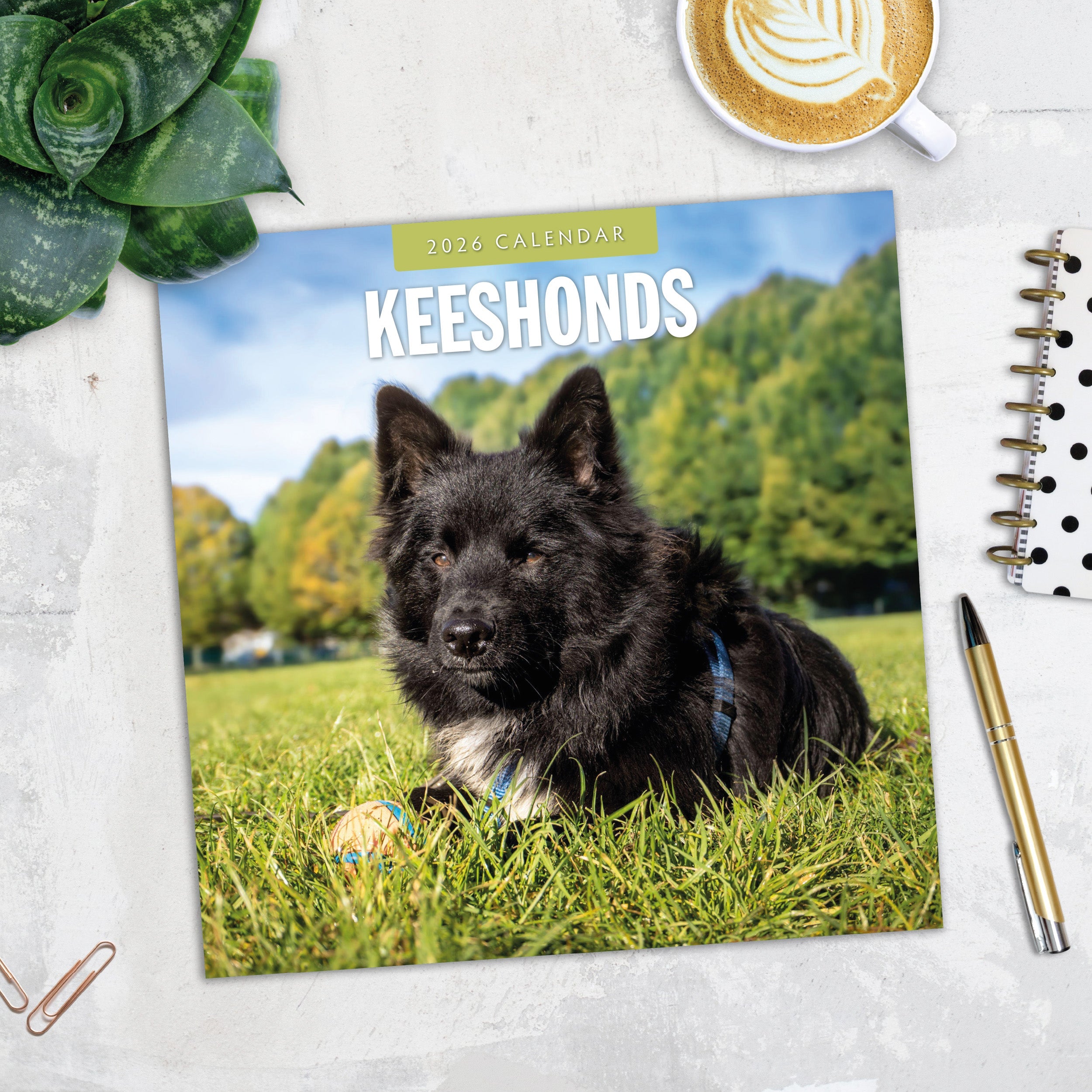 2026 Keeshonds - Square Wall Calendar