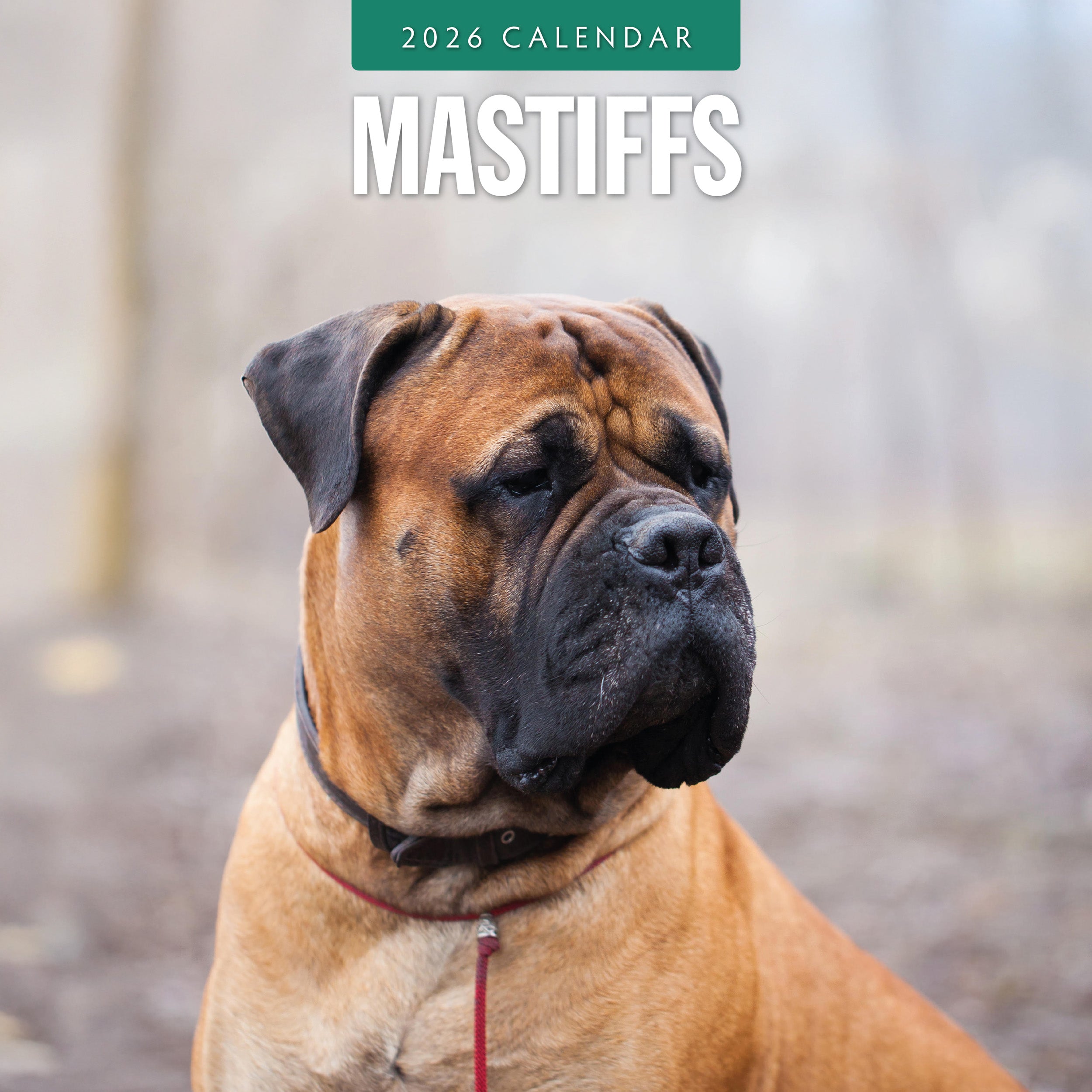 2026 Mastiffs - Square Wall Calendar