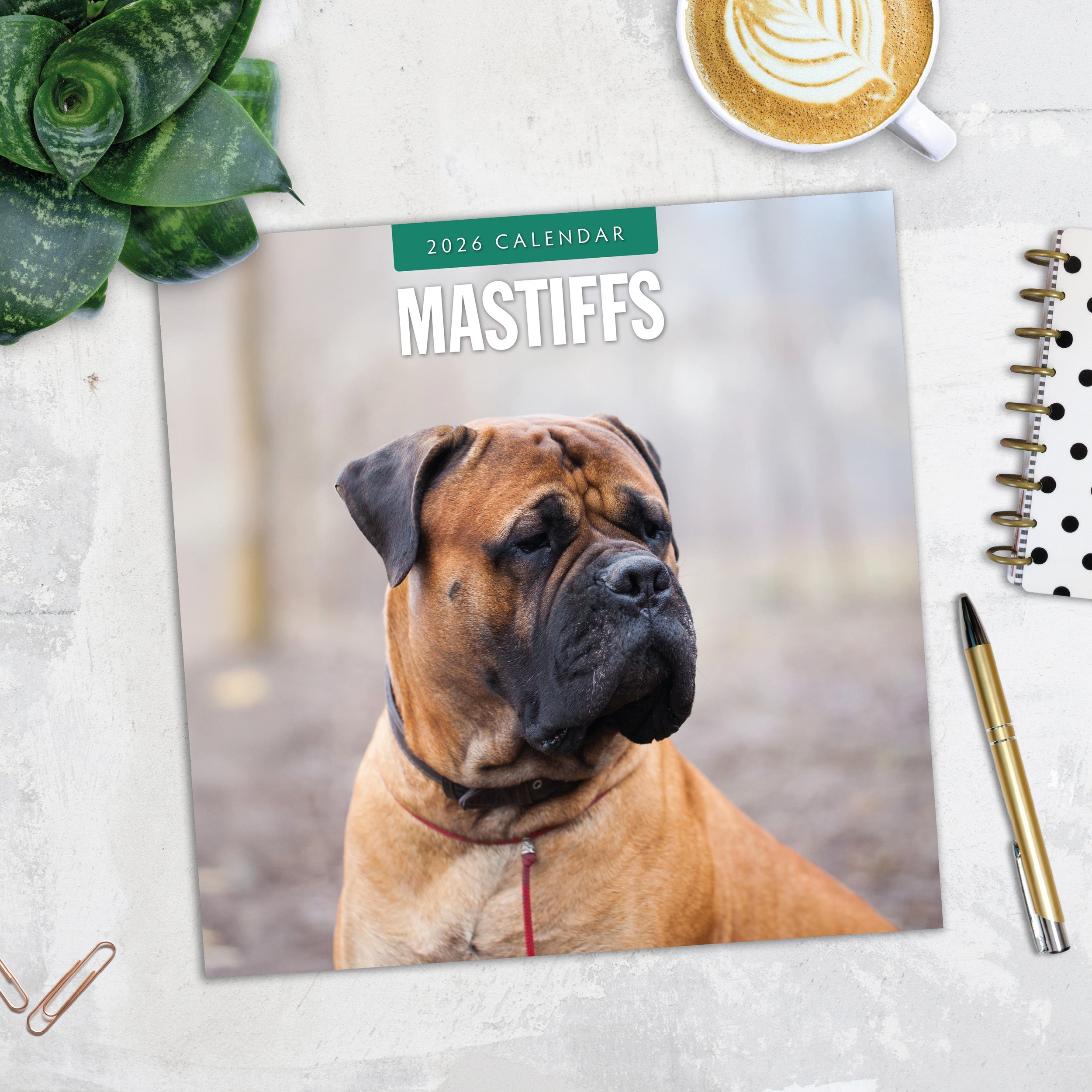 2026 Mastiffs - Square Wall Calendar