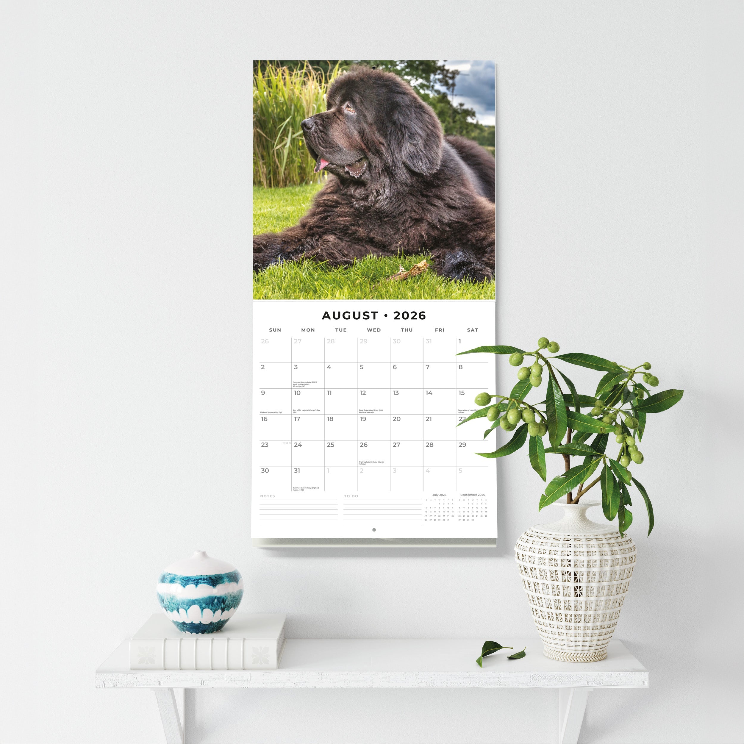 2026 Newfoundlands - Square Wall Calendar