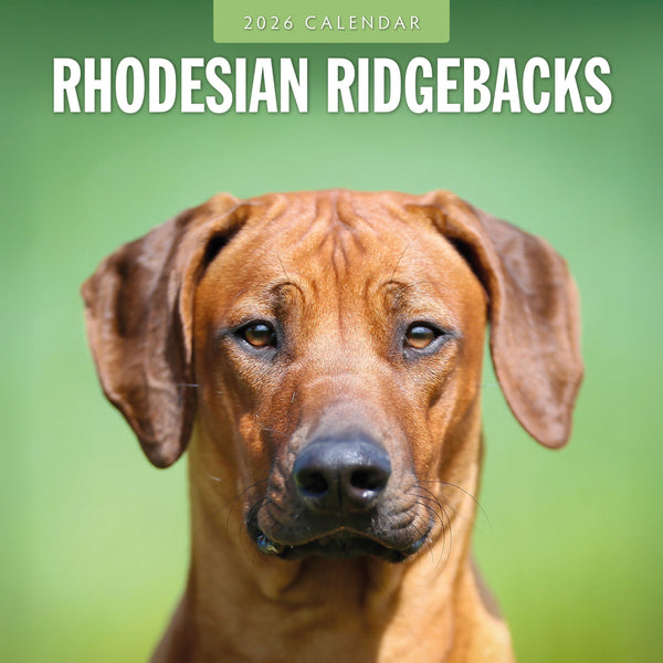 2026 Rhodesian Ridgebacks Square Wall Calendar - Main Image