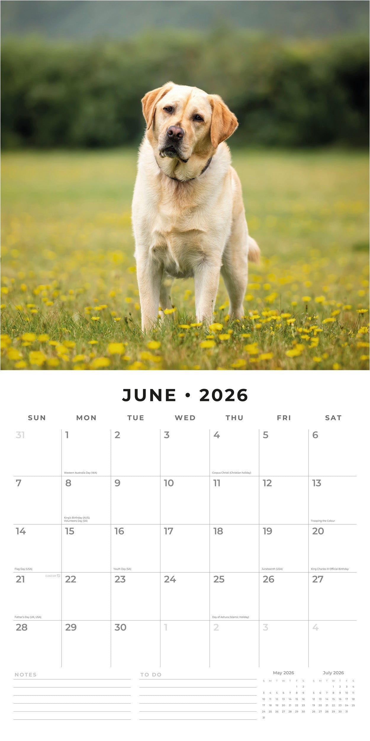 2026 Yellow Labrador - Square Wall Calendar