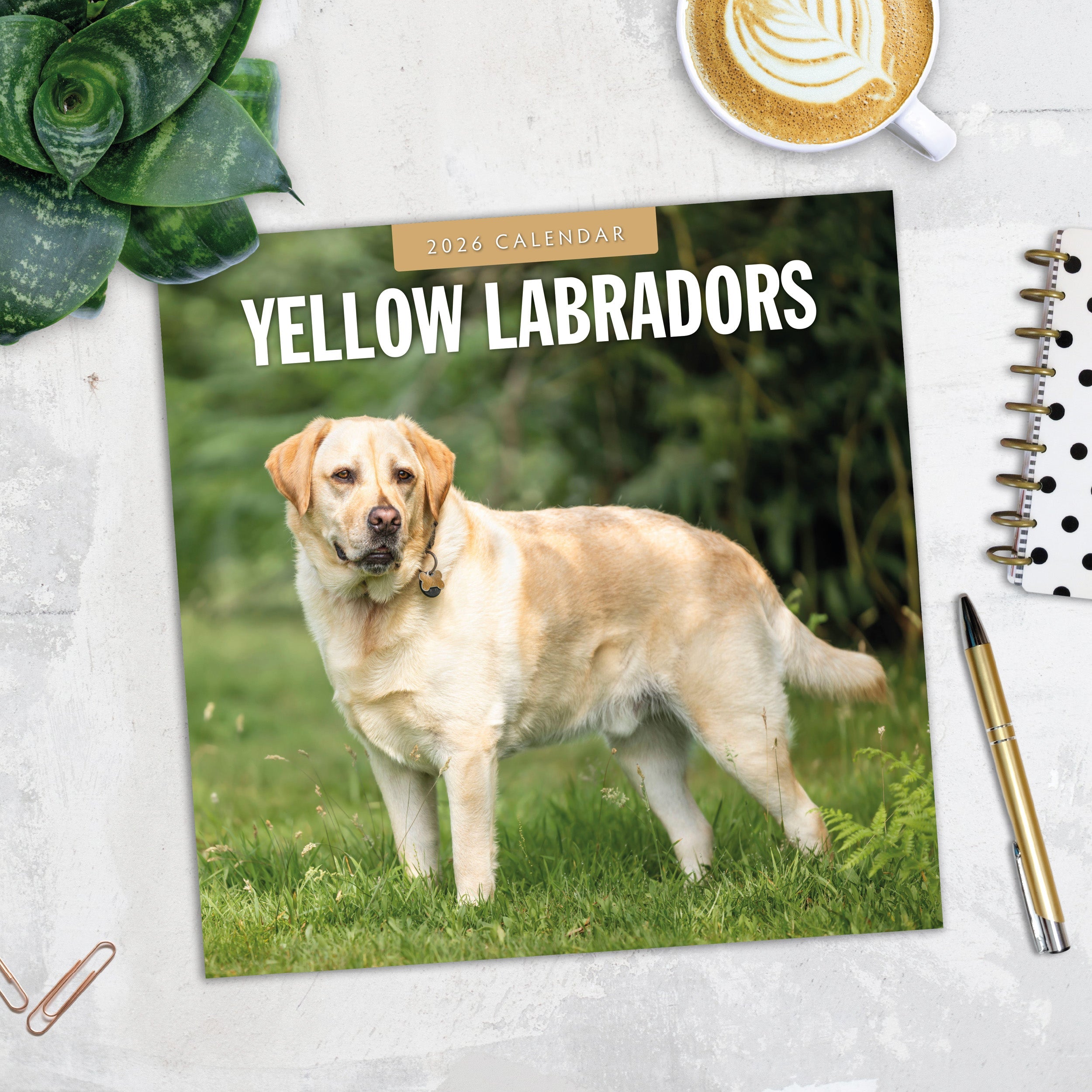 2026 Yellow Labrador - Square Wall Calendar