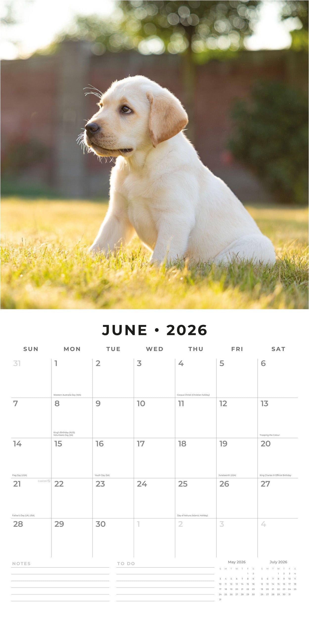 2026 Yellow Labrador Retriever Puppies - Square Wall Calendar