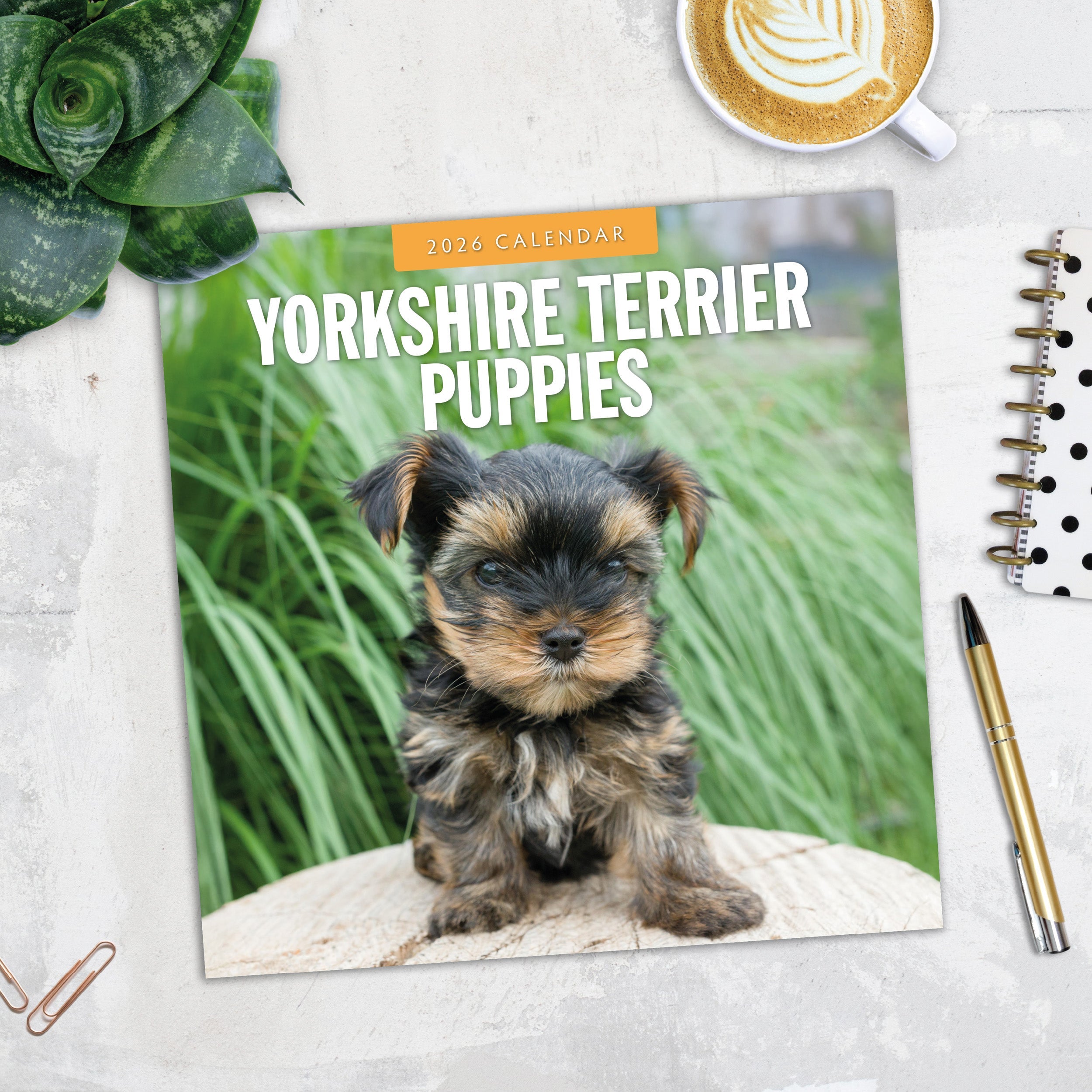 2026 Yorkshire Terrier Puppies - Square Wall Calendar
