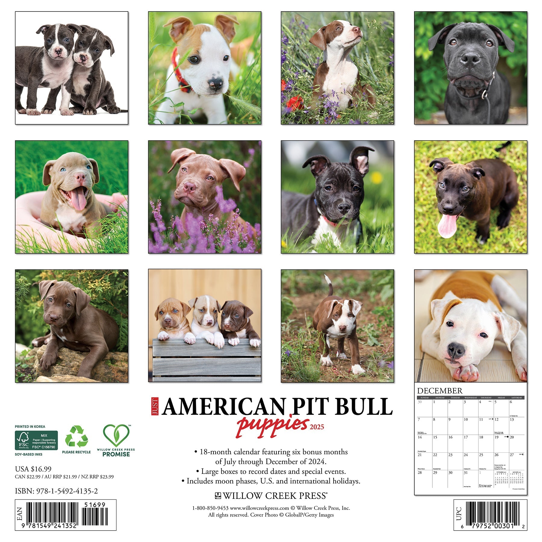 2025 American Pit Bull Terrier Puppies - Square Wall Calendar