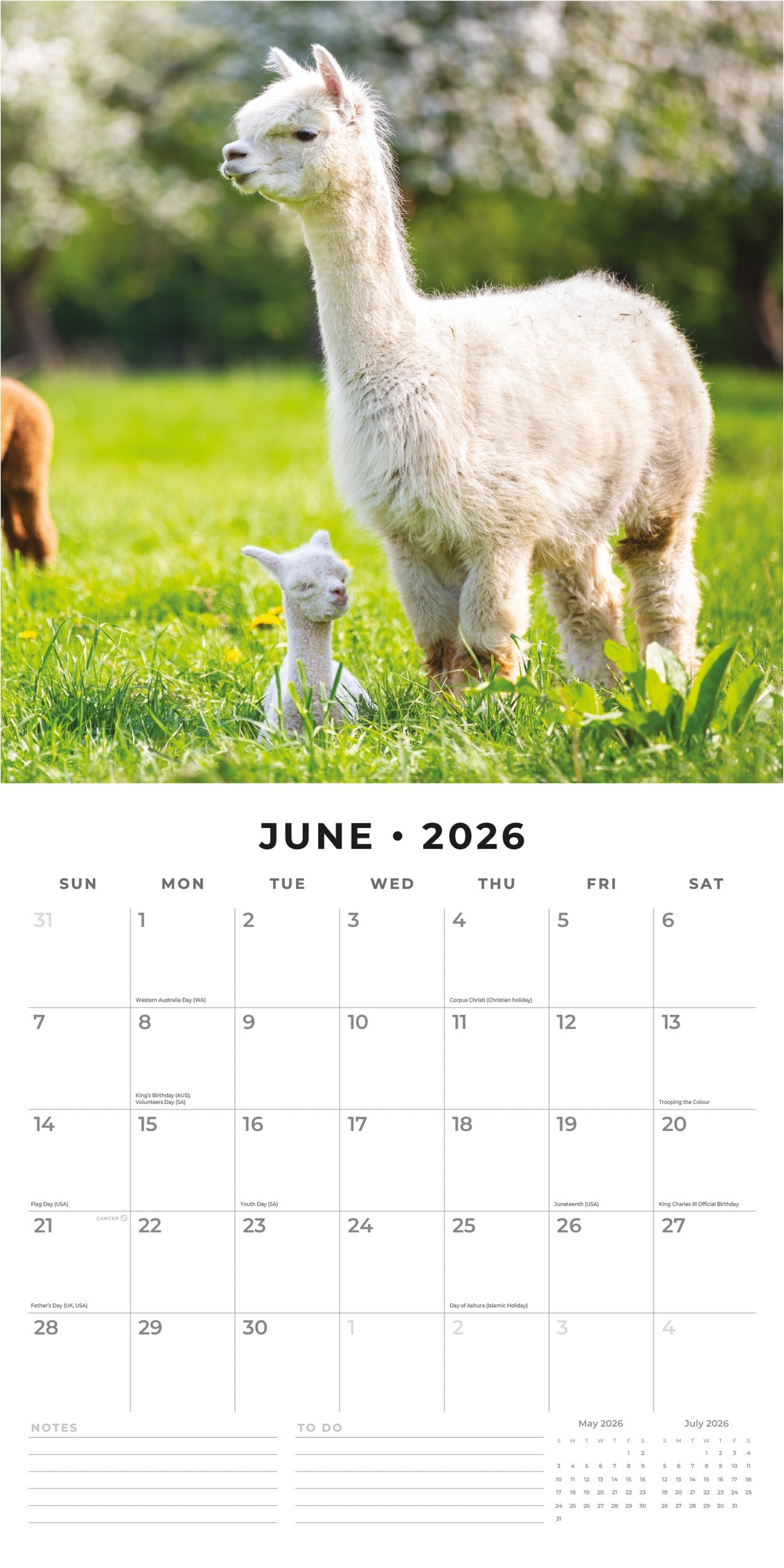 2026 Alpacas - Square Wall Calendar