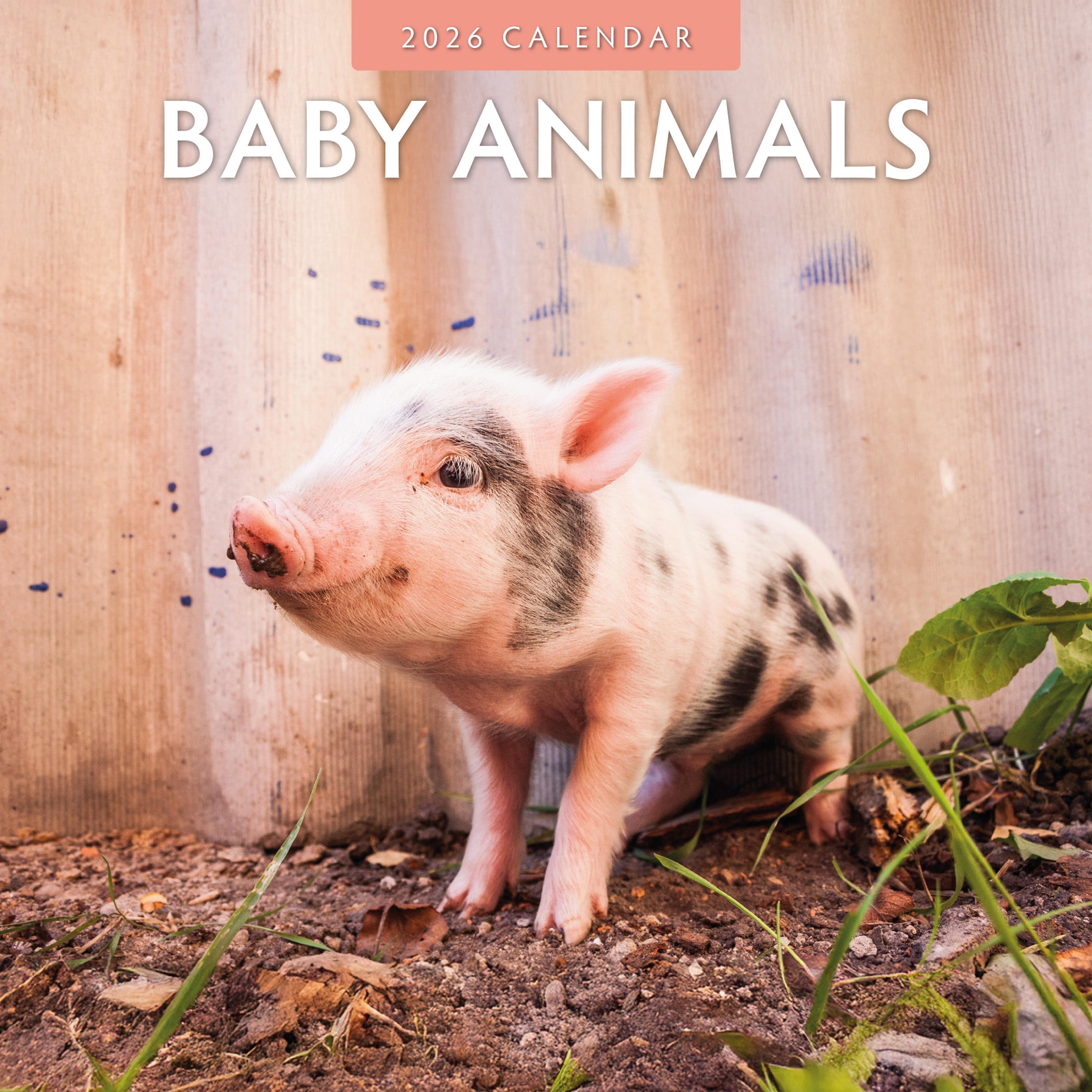 2026 Baby Animals Square Wall Calendar 1 84cc9a6b Cd52 4746 868a 