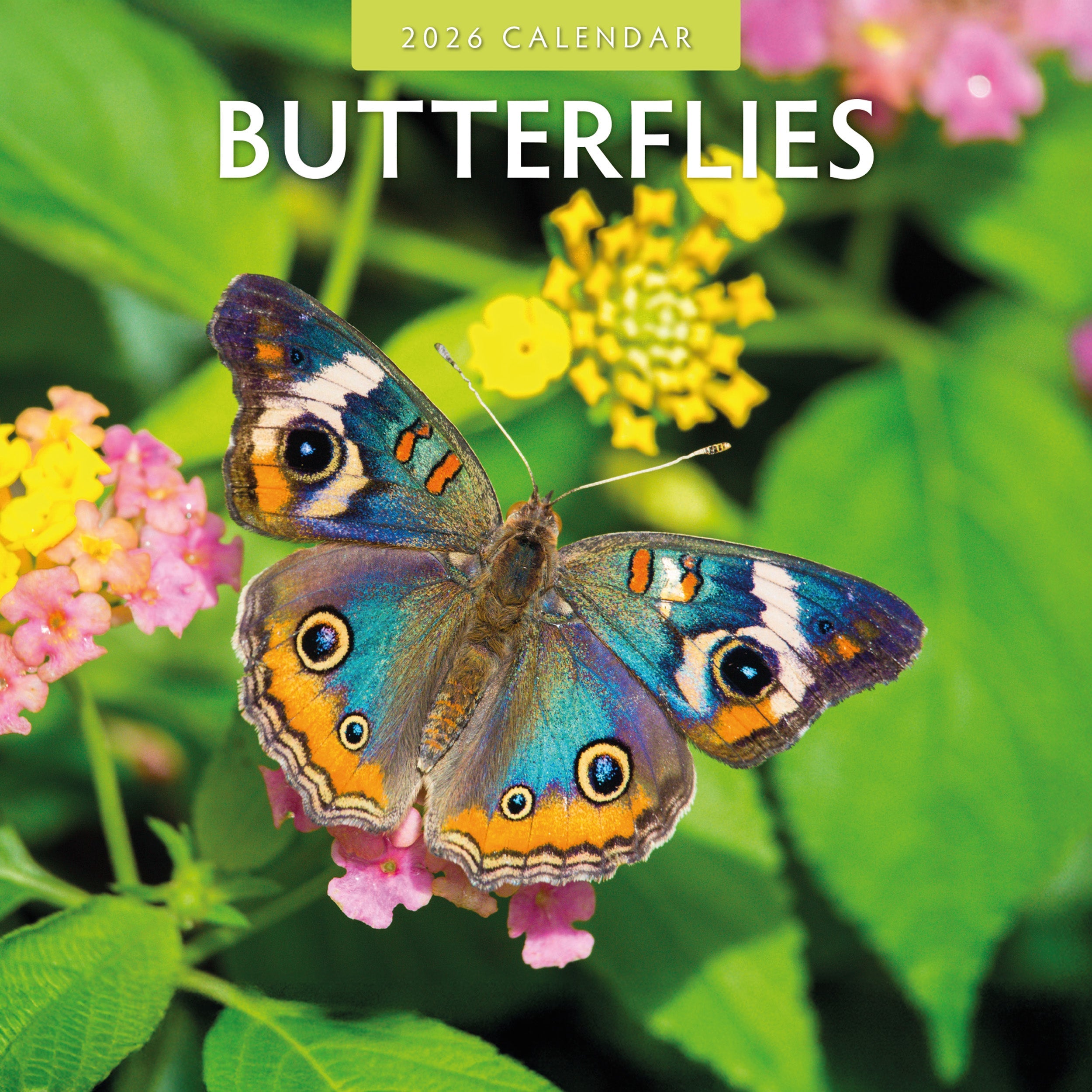 2026 Butterflies - Square Wall Calendar