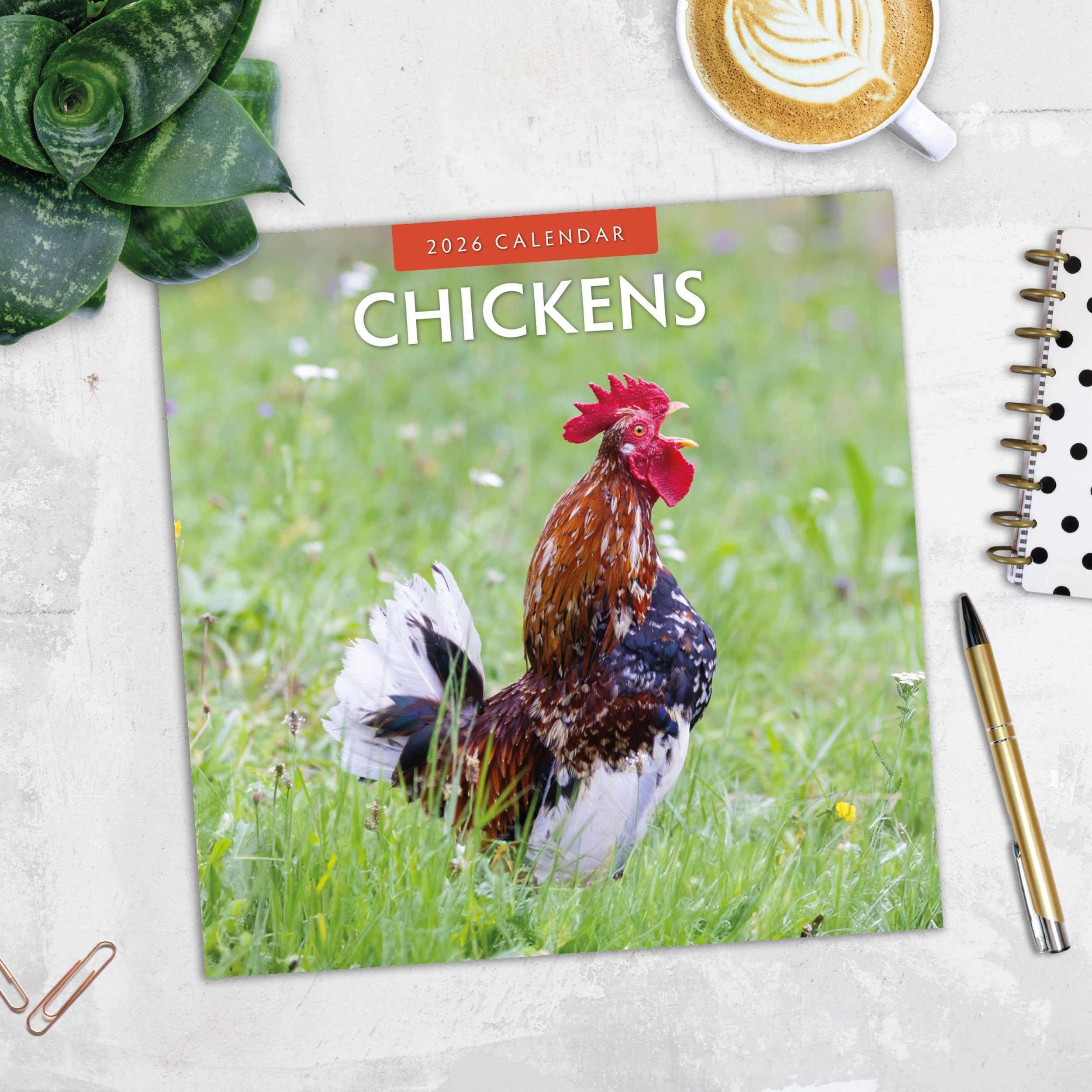 2026 Chickens - Square Wall Calendar