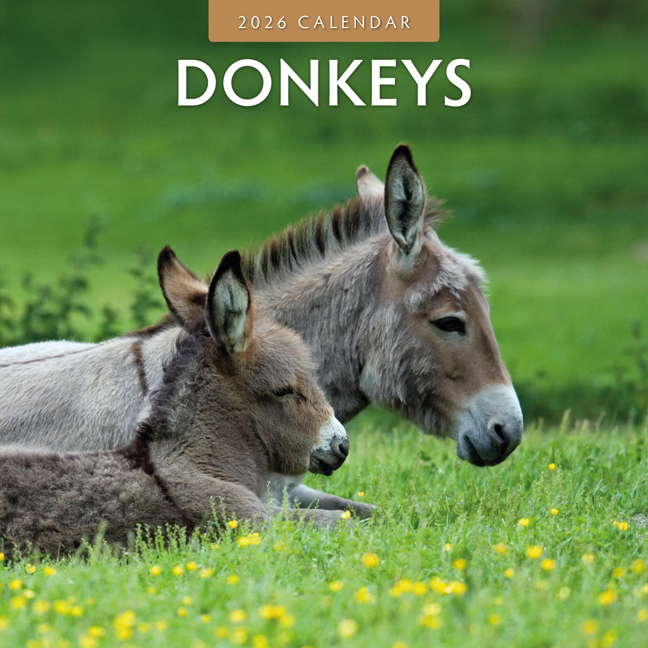 2026 Donkeys - Square Wall Calendar