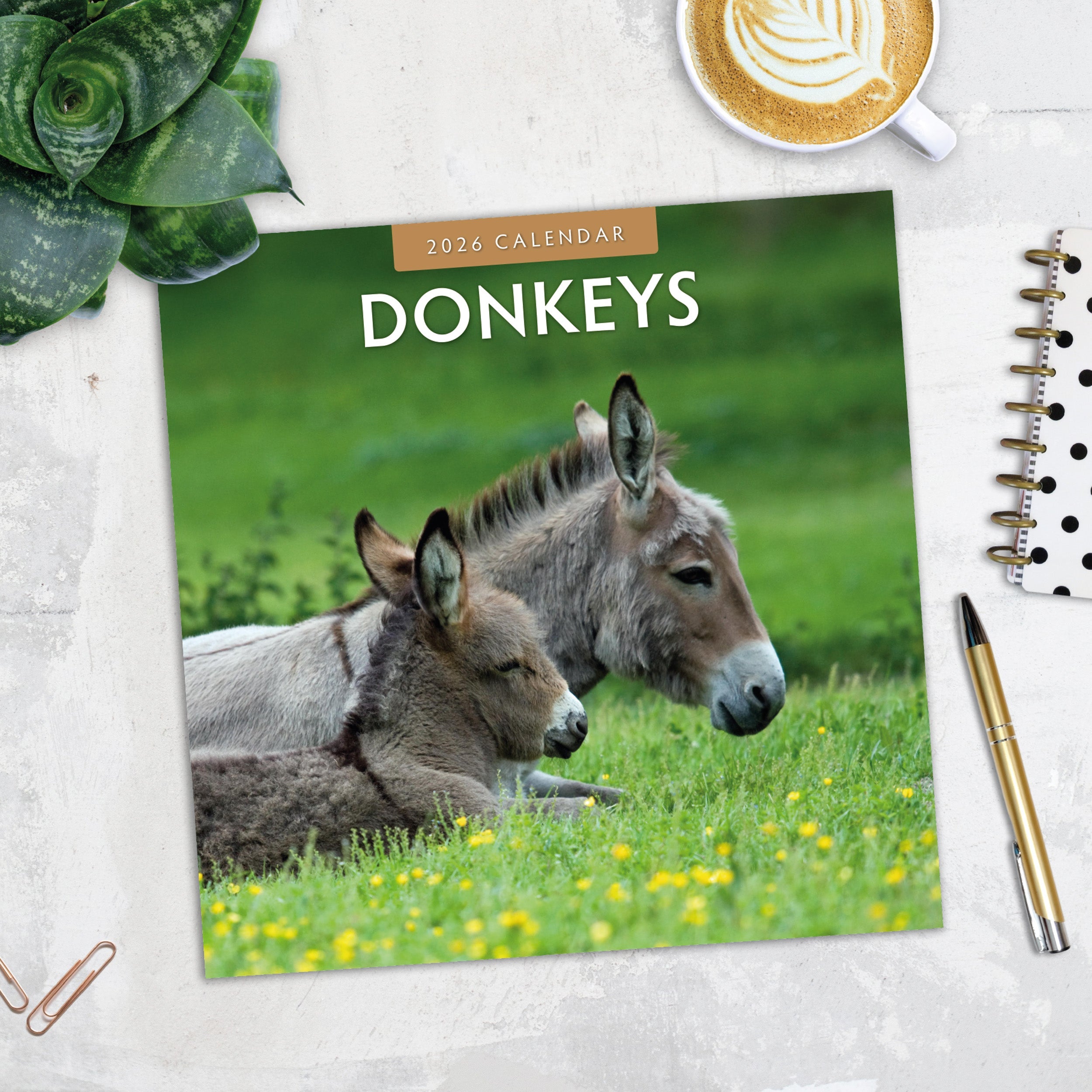 2026 Donkeys - Square Wall Calendar