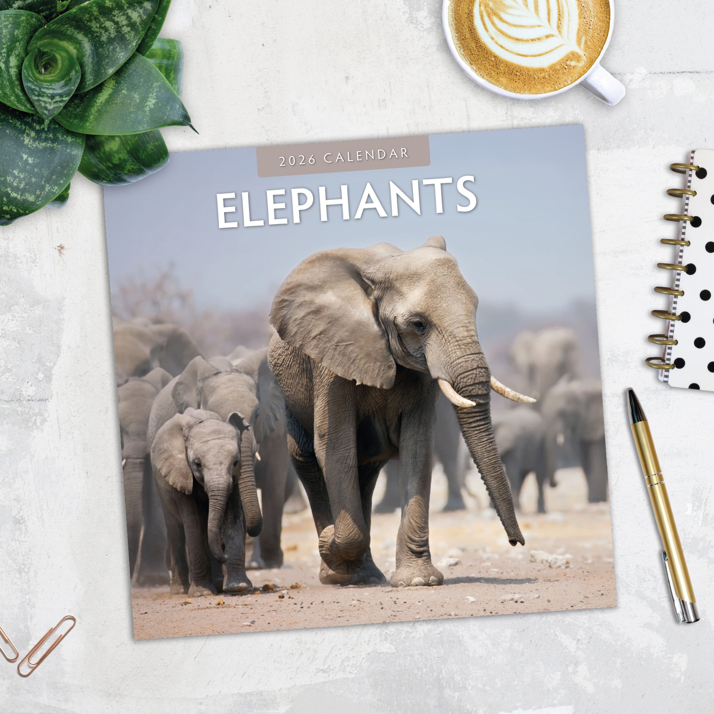 2026 Elephants - Square Wall Calendar