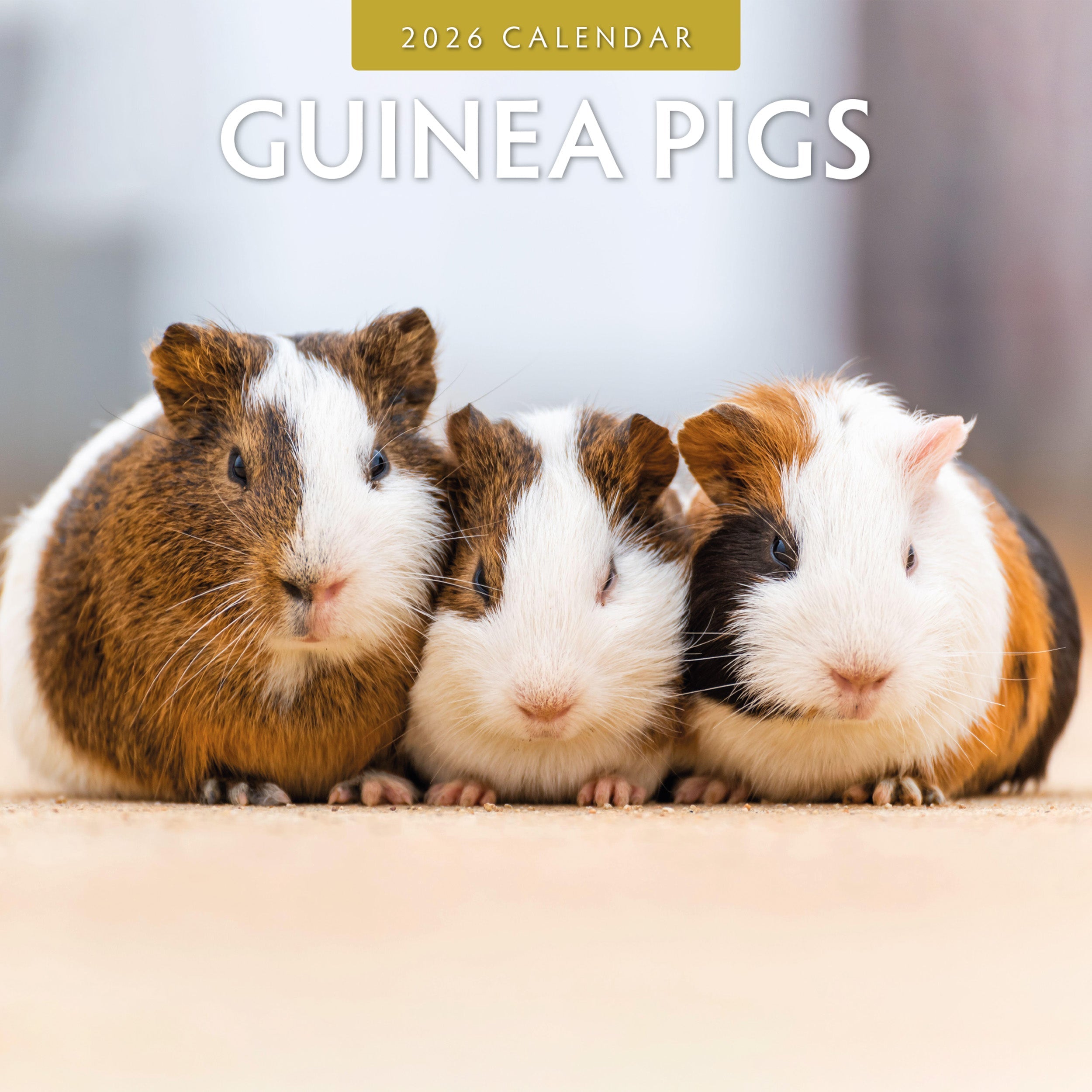 2026 Guinea Pigs - Square Wall Calendar