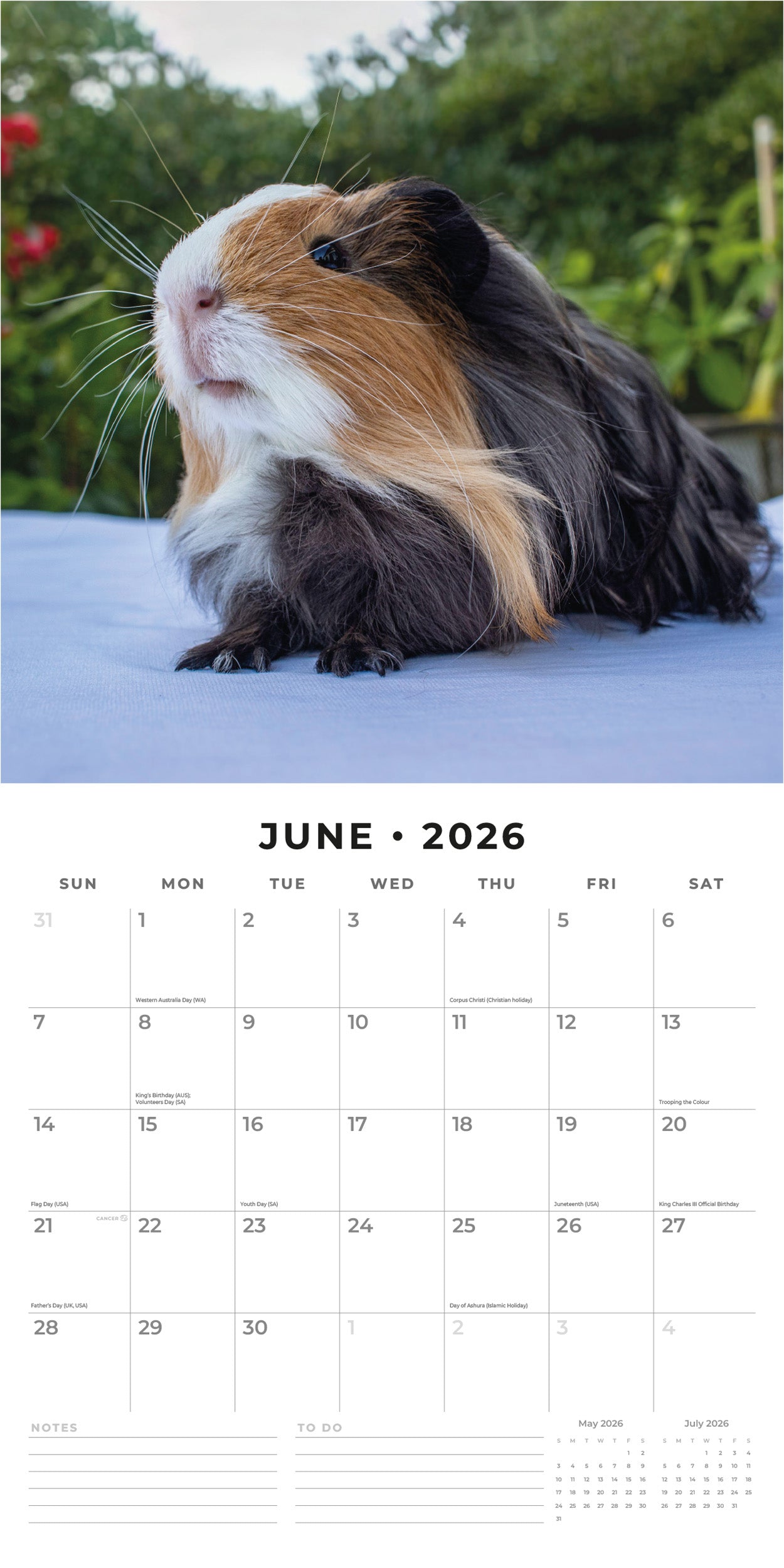 2026 Guinea Pigs - Square Wall Calendar