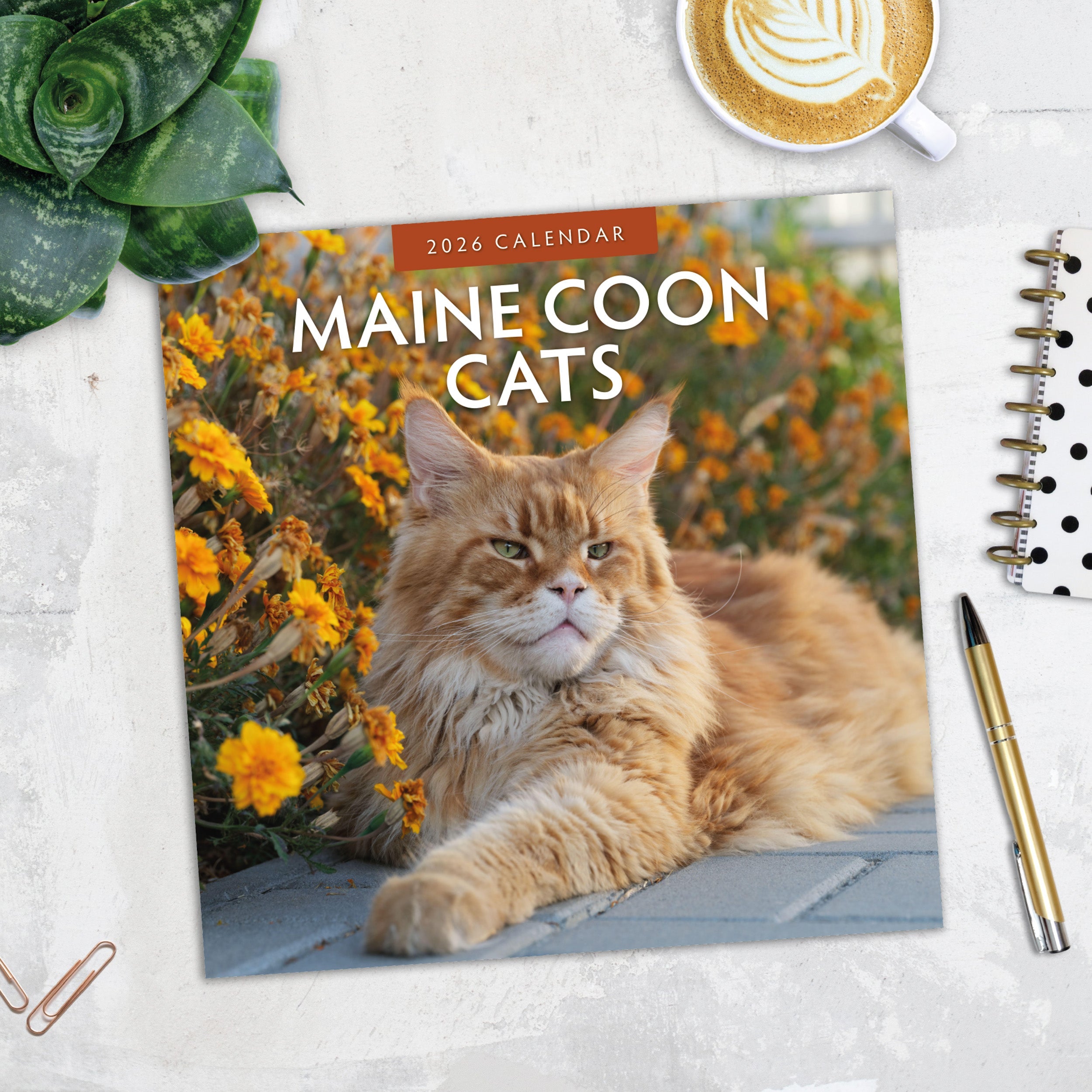 2026 Maine Coon Cats - Square Wall Calendar
