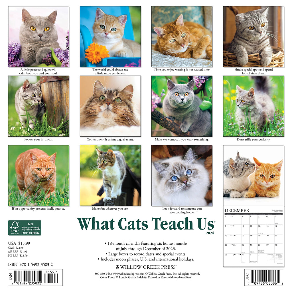 2024 What Cats Teach Us Square Wall Calendar Cats & Kittens