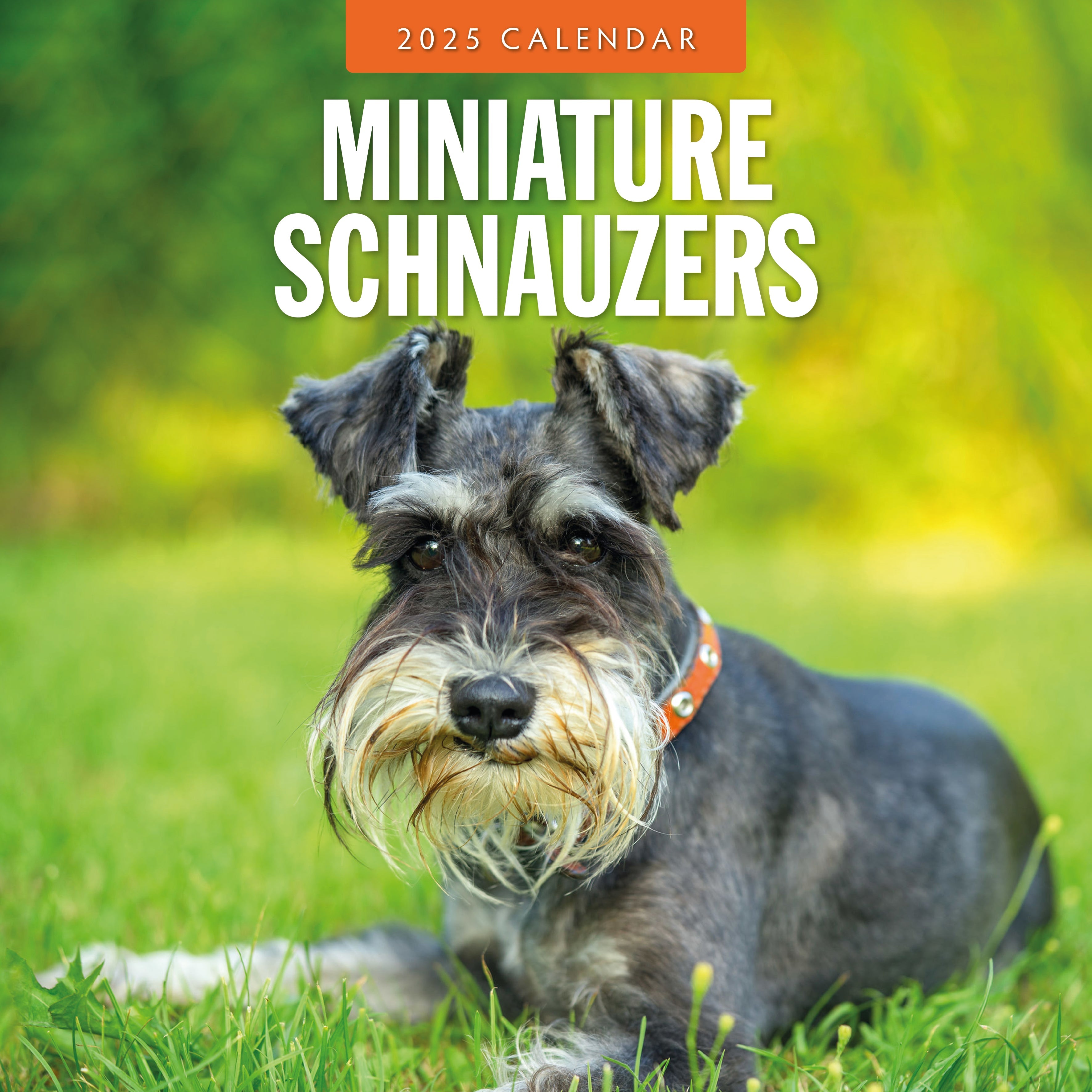 2025 Miniature Schnauzer - Square Wall Calendar