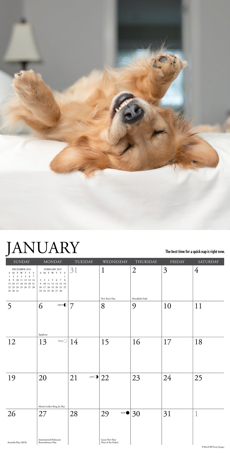 2025 What Goldens Teach Us - Square Wall Calendar