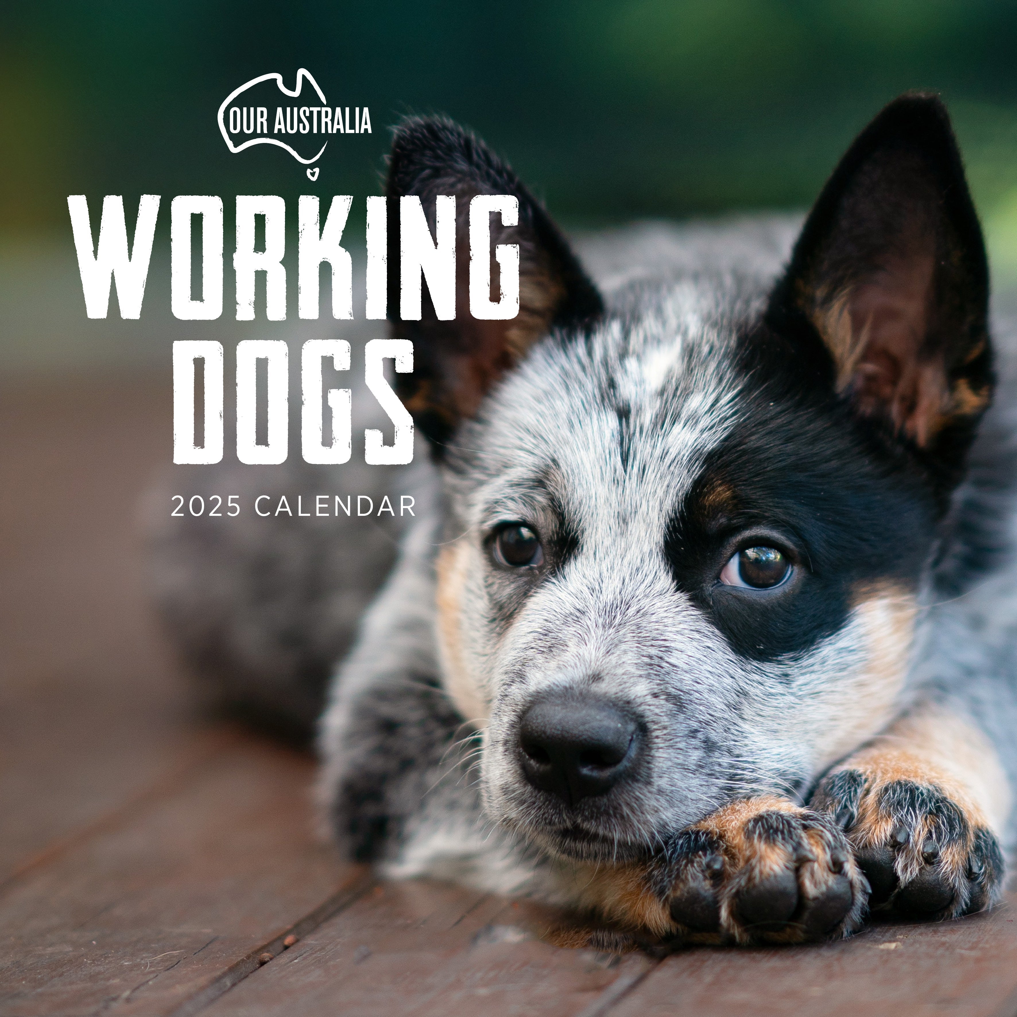 2025 Our Australia Working Dogs - Square Wall Calendar