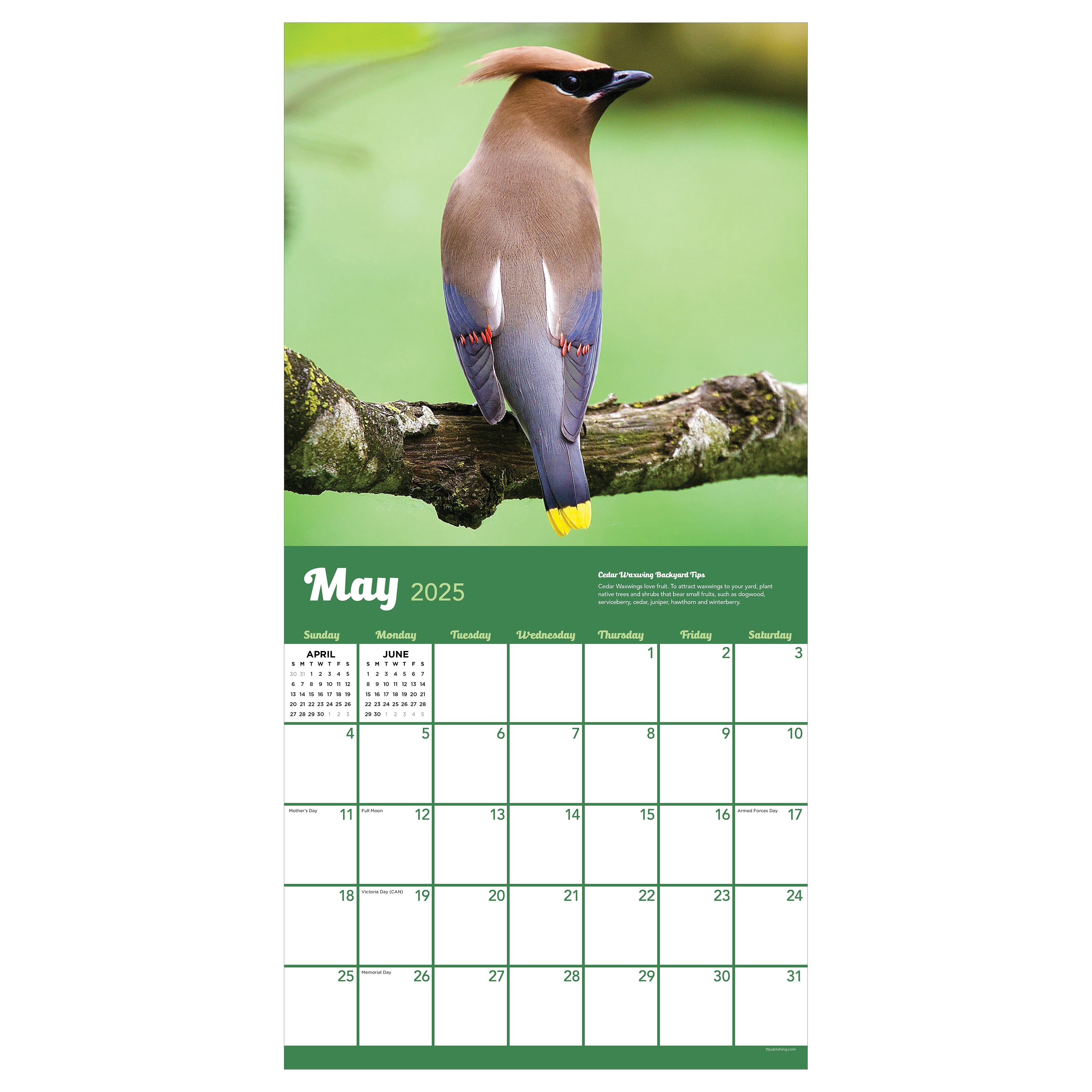 2025 Backyard Birds by TF - Square Wall Calendar