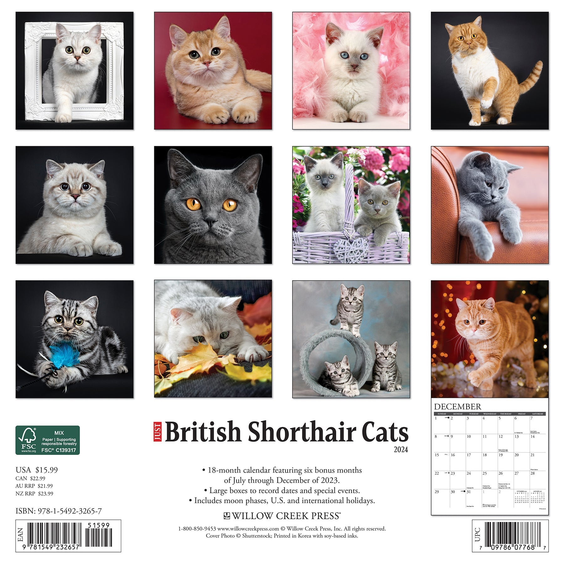 2024 British Shorthair Cats - Square Wall Calendar - Cats & Kittens
