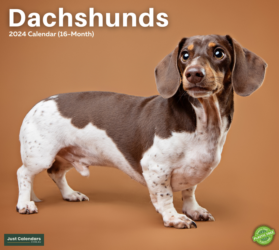 2024 Dachshunds Deluxe Wall Calendar Dogs & Puppies Calendars By
