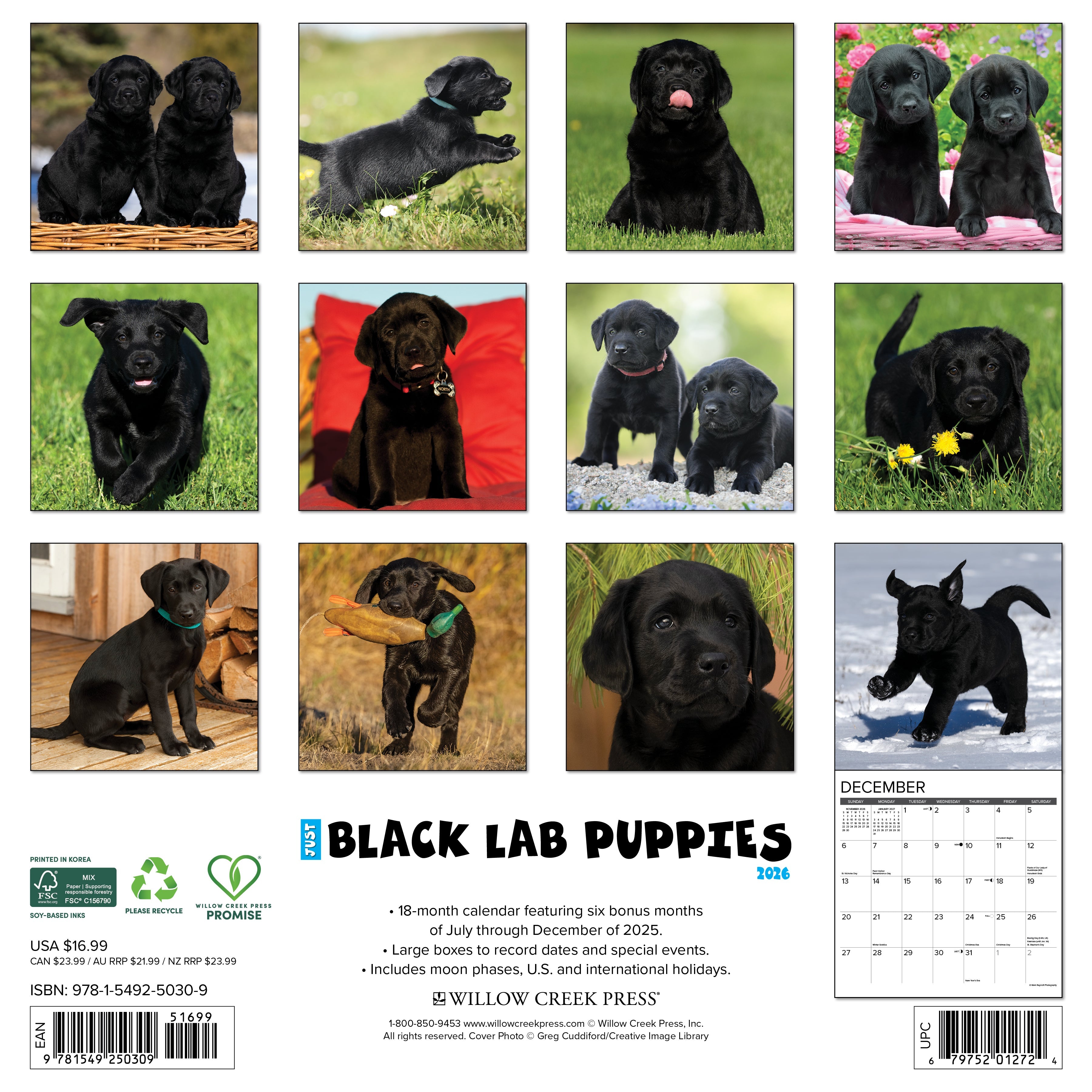 2026 Black Lab Puppies - Square Wall
