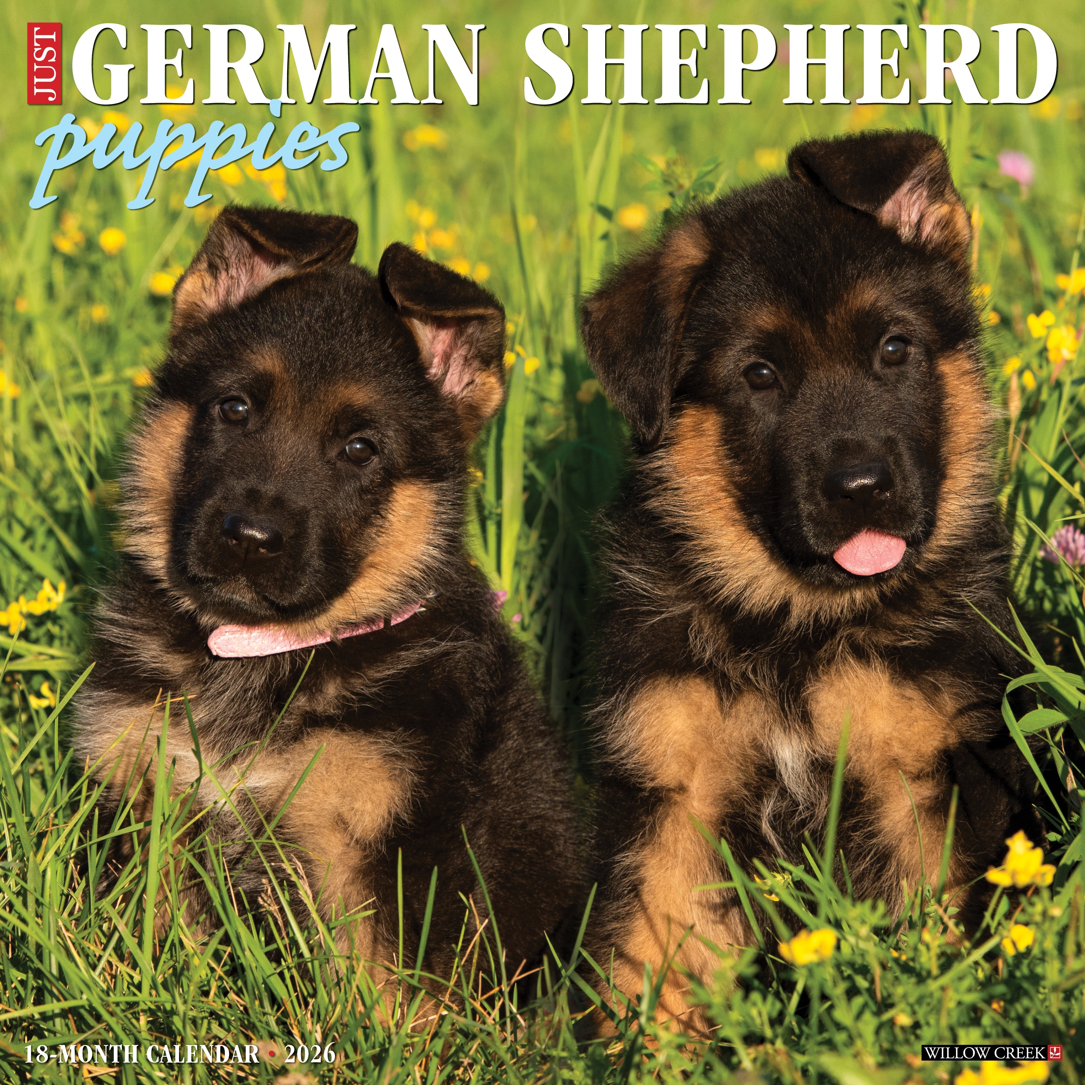 2026 German Shepherd Puppies - Square Wall