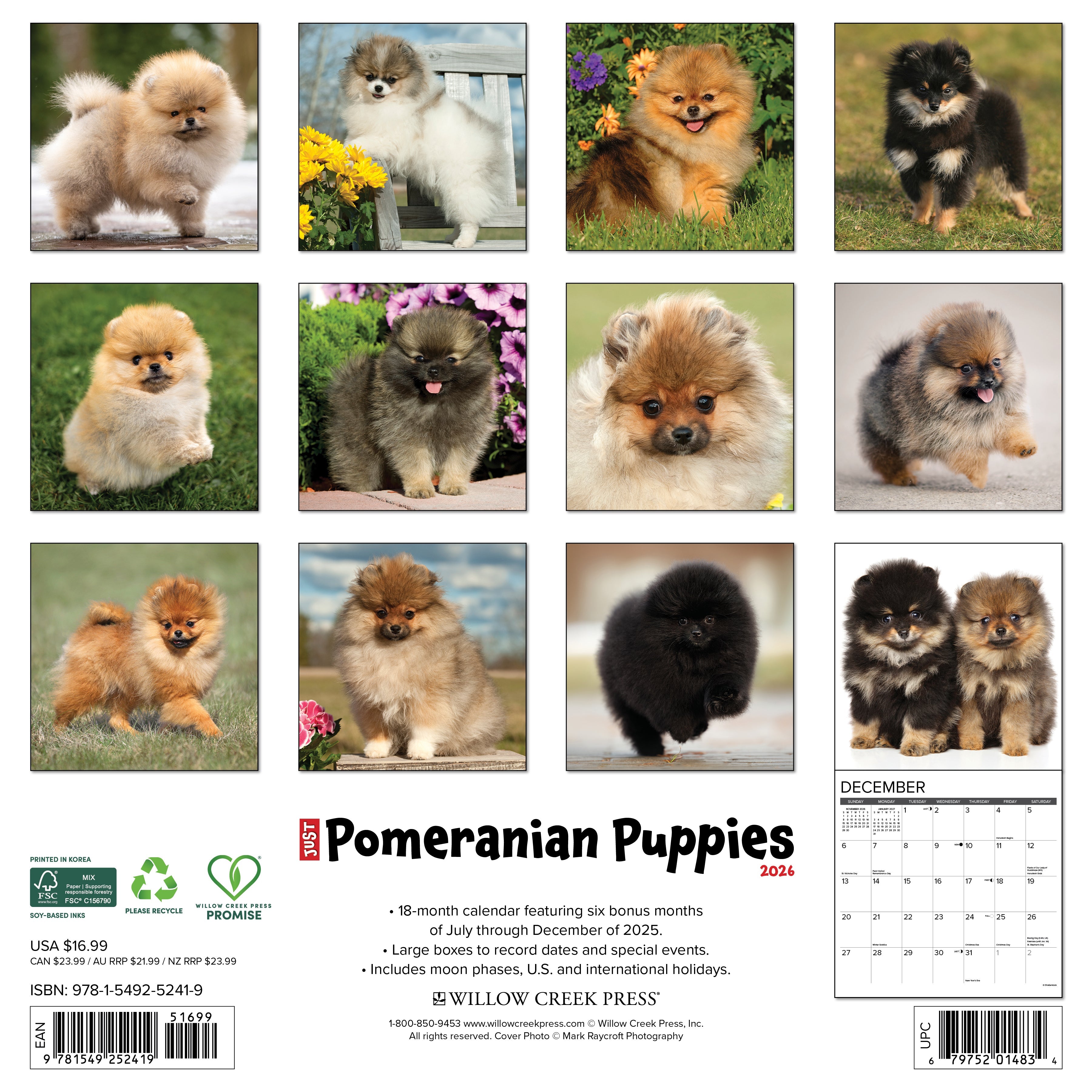 2026 Pomeranian Puppies - Square Wall