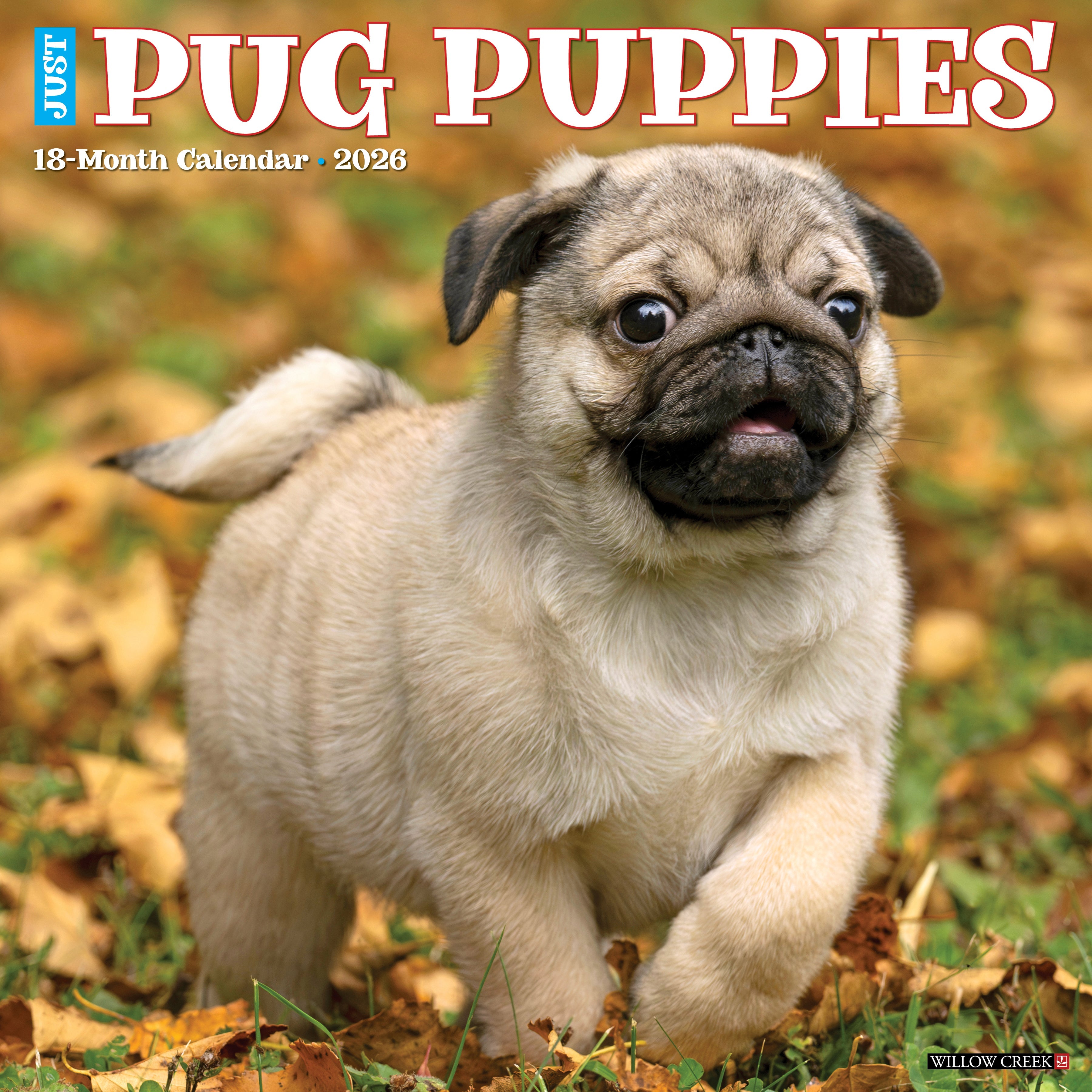 2026 Pug Puppies - Square Wall
