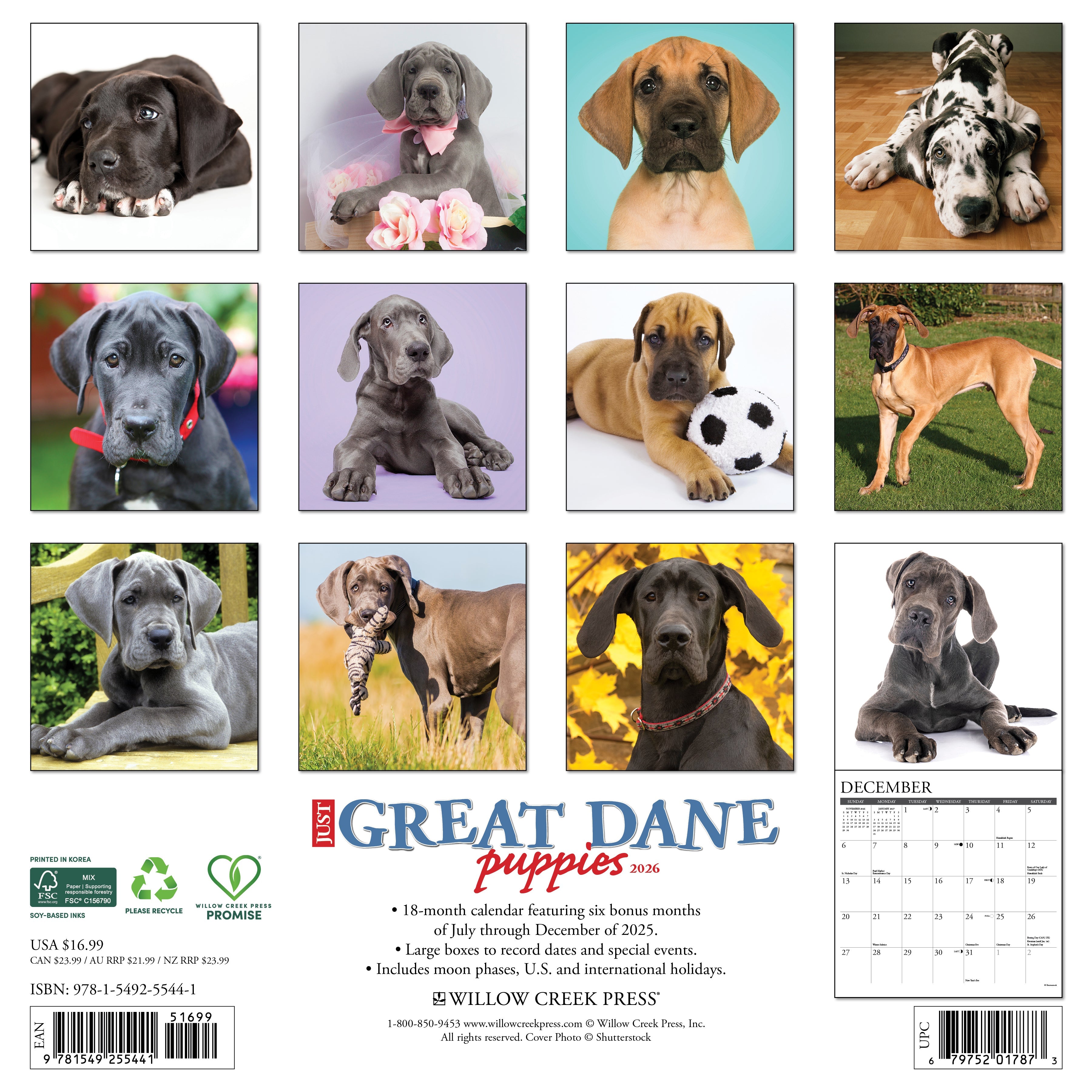 2026 Great Dane Puppies - Square Wall