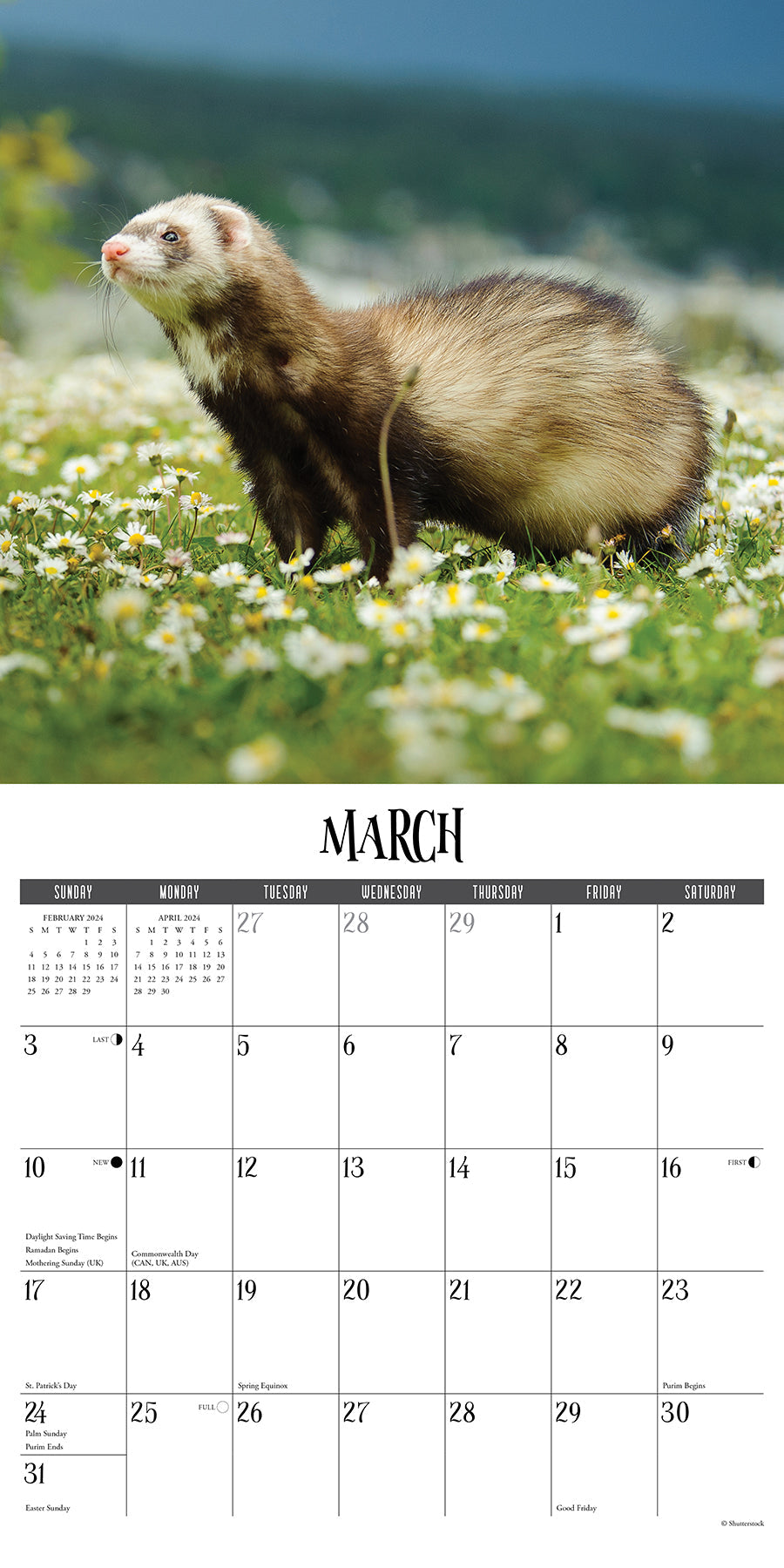 2024 Ferrets Square Wall Calendar Animals & Wildlife Calendars by