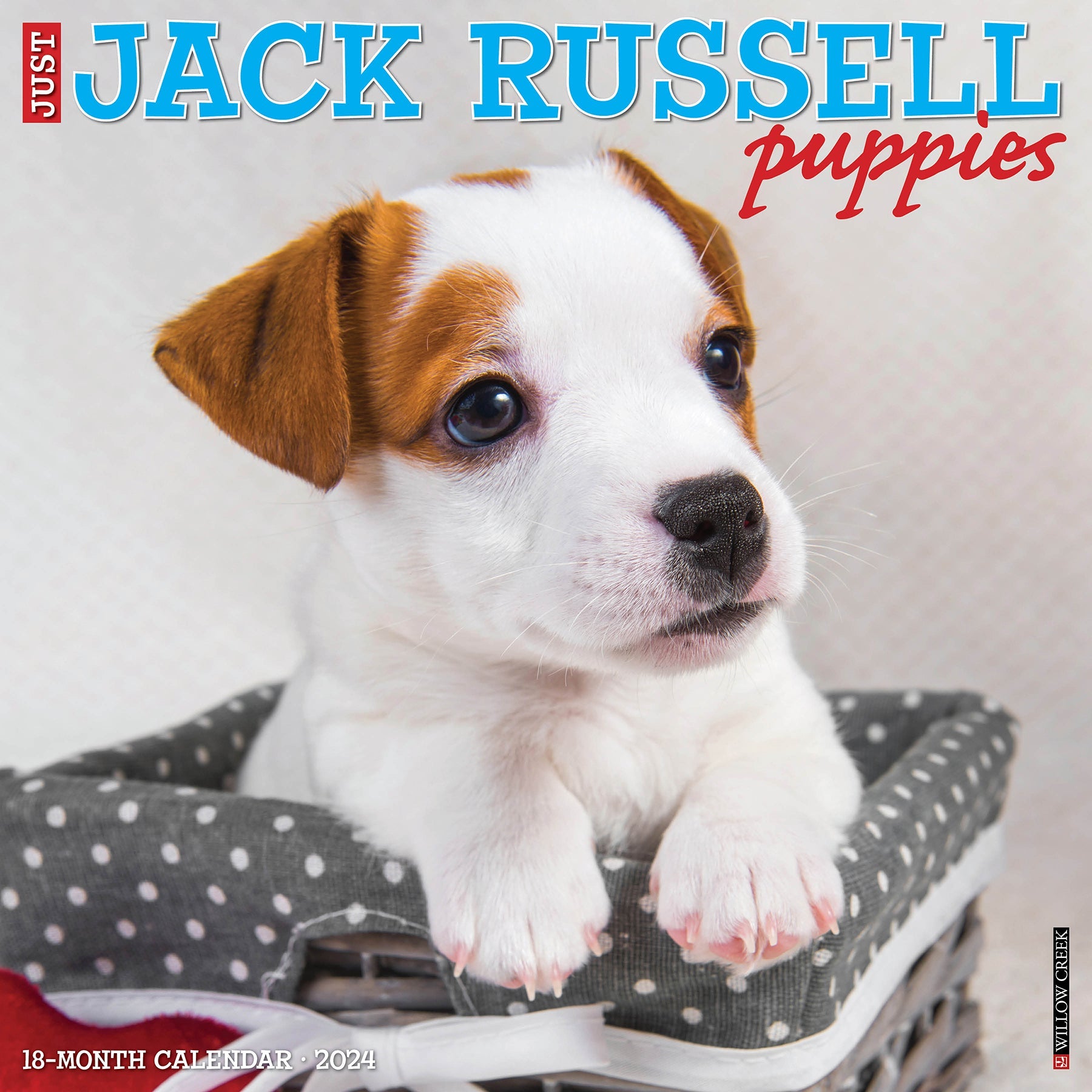 2024 Just Jack Russell Puppies - Square Wall Calendar