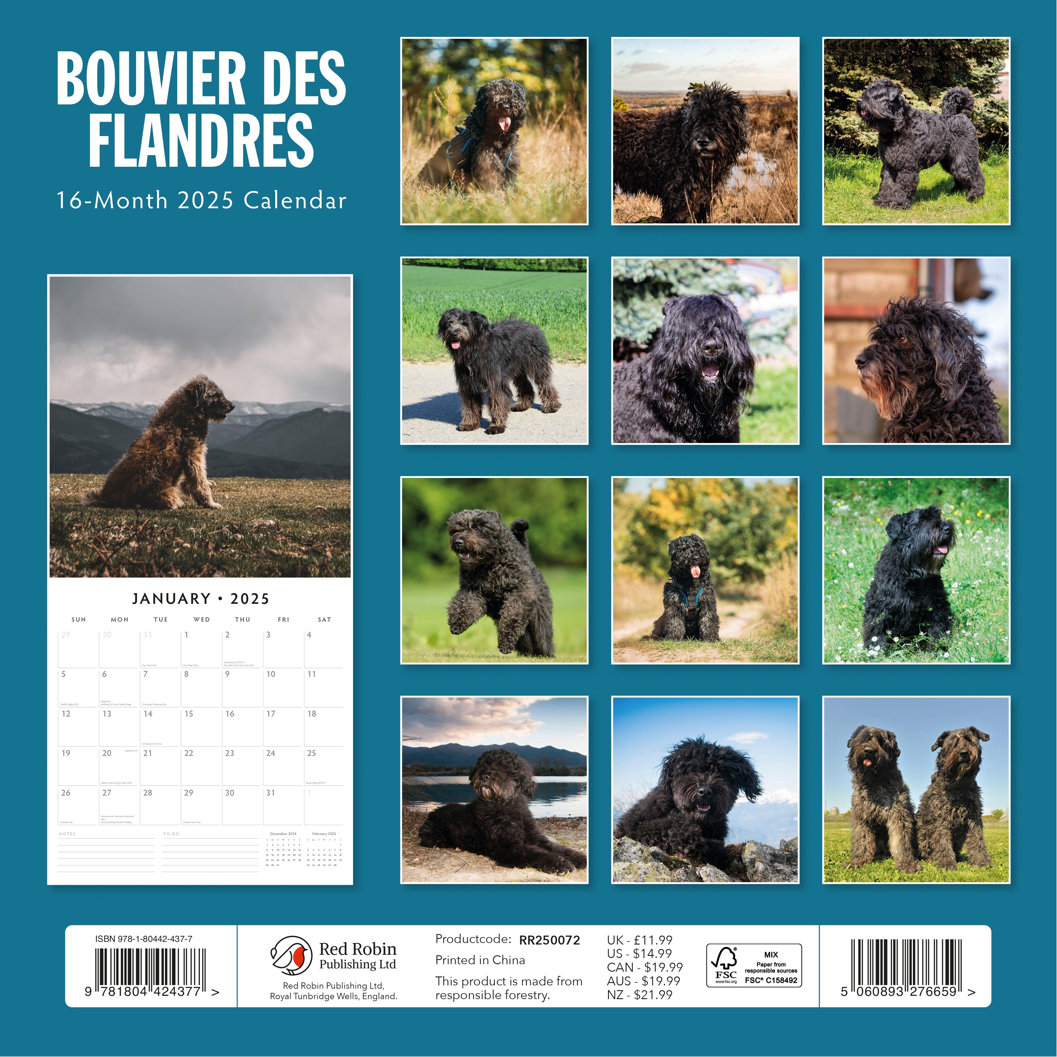 2025 Bouvier des Flandres - Square Wall Calendar