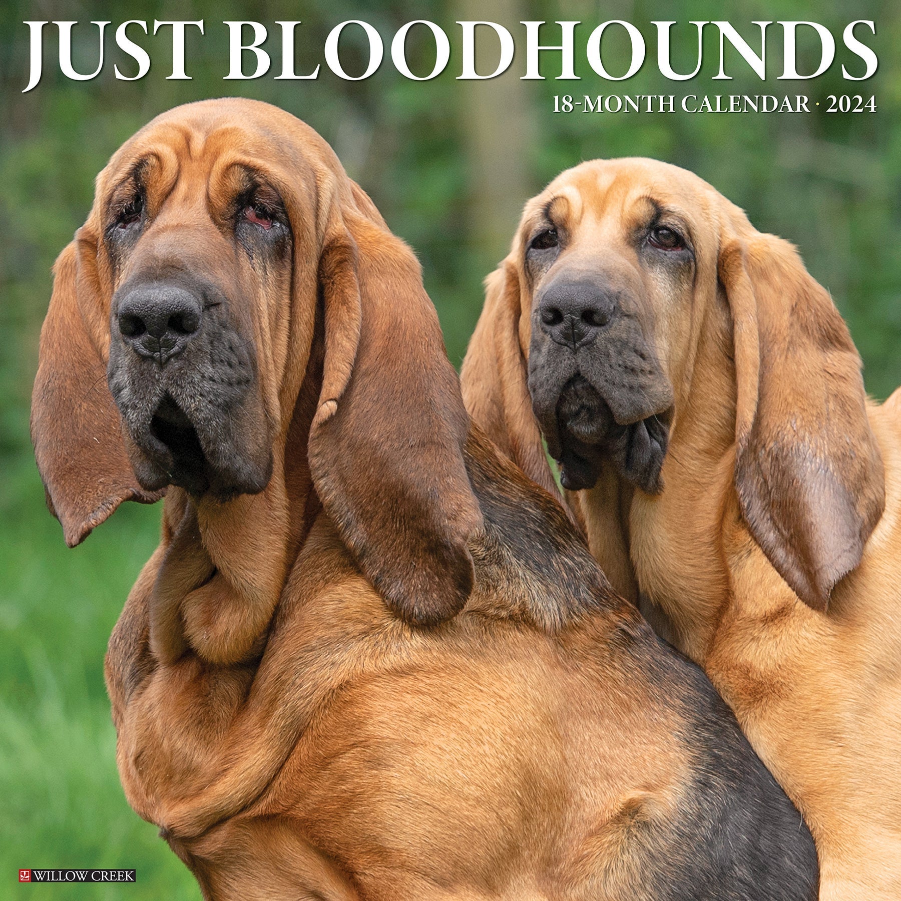 2024 Just Bloodhounds - Square Wall Calendar