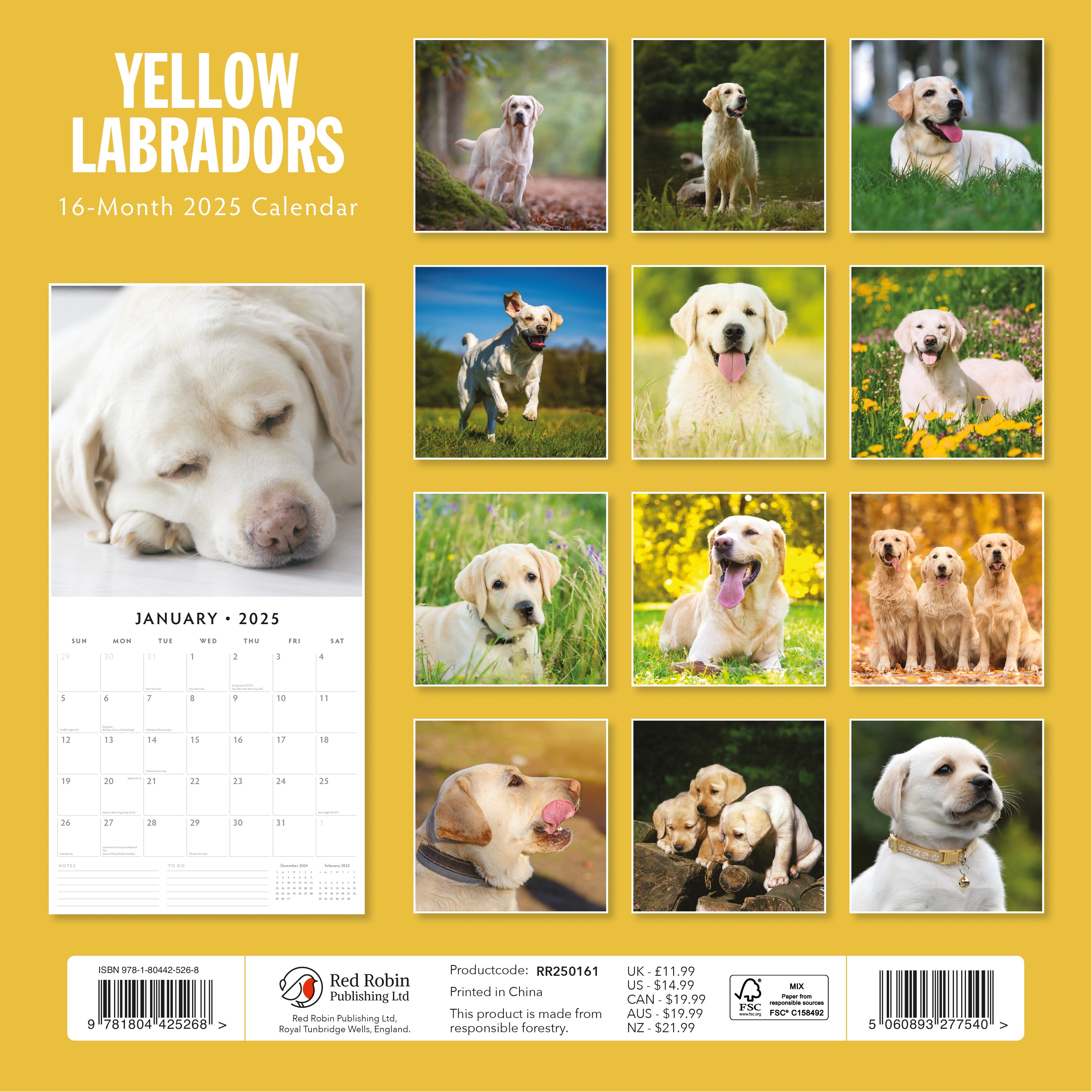 2025 Yellow Labrador - Square Wall Calendar