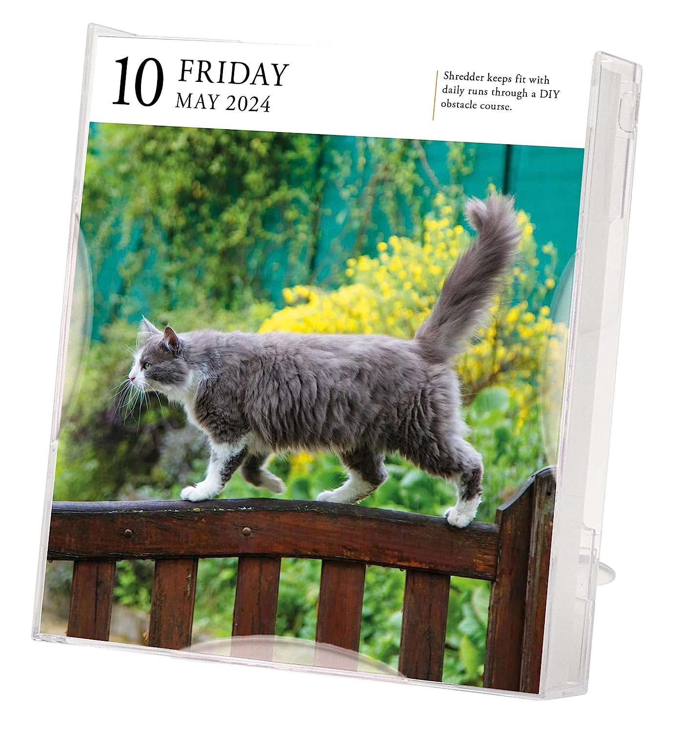 2024 Cat Gallery - Daily Boxed Page-A-Day Calendar  SOLD OUT