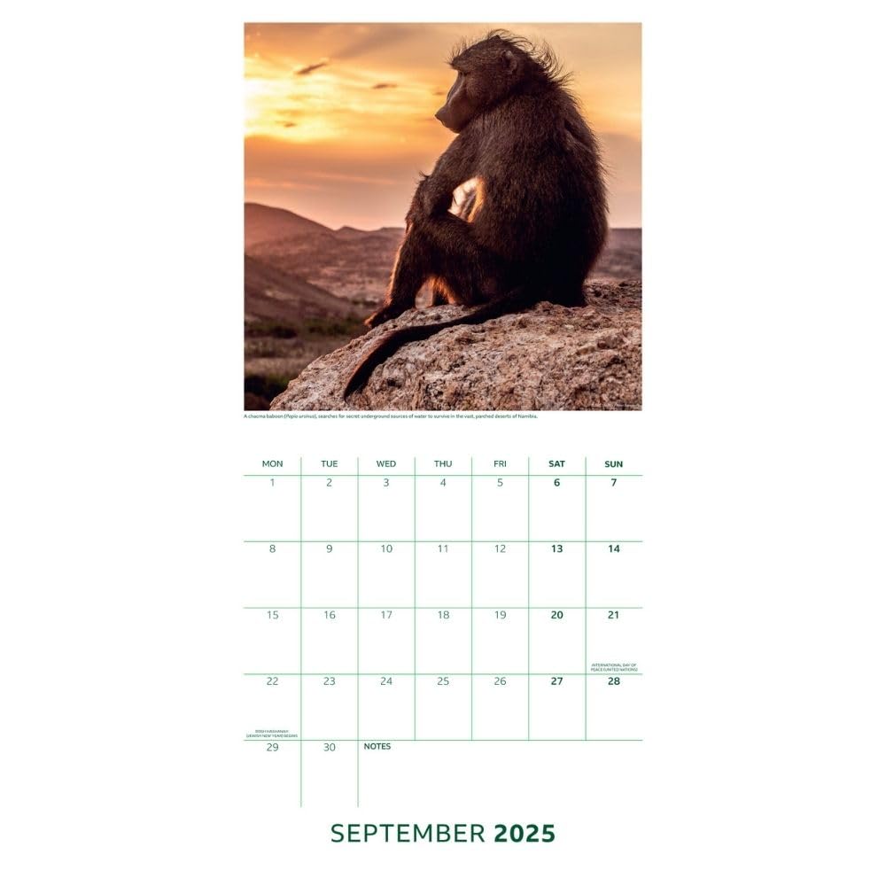 2025 Bbc Earth - Square Wall Calendar