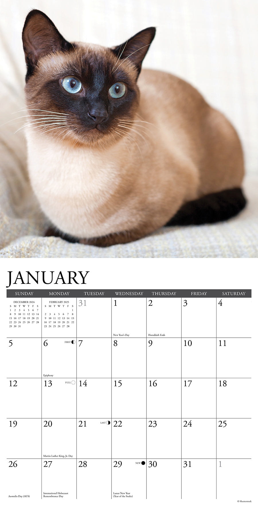 2025 Siamese Cats - Square Wall Calendar