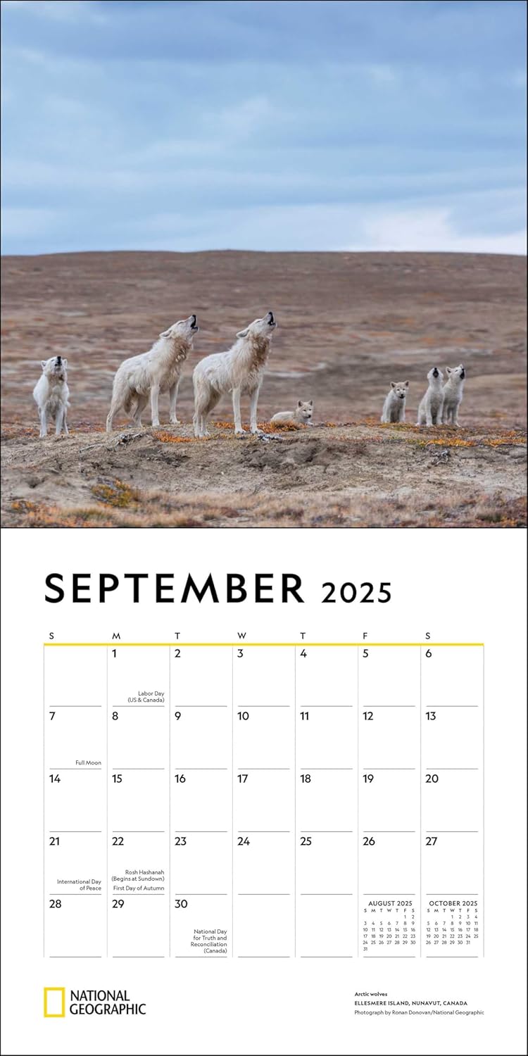 2025 National Geographic: Wolves - Square Wall Calendar